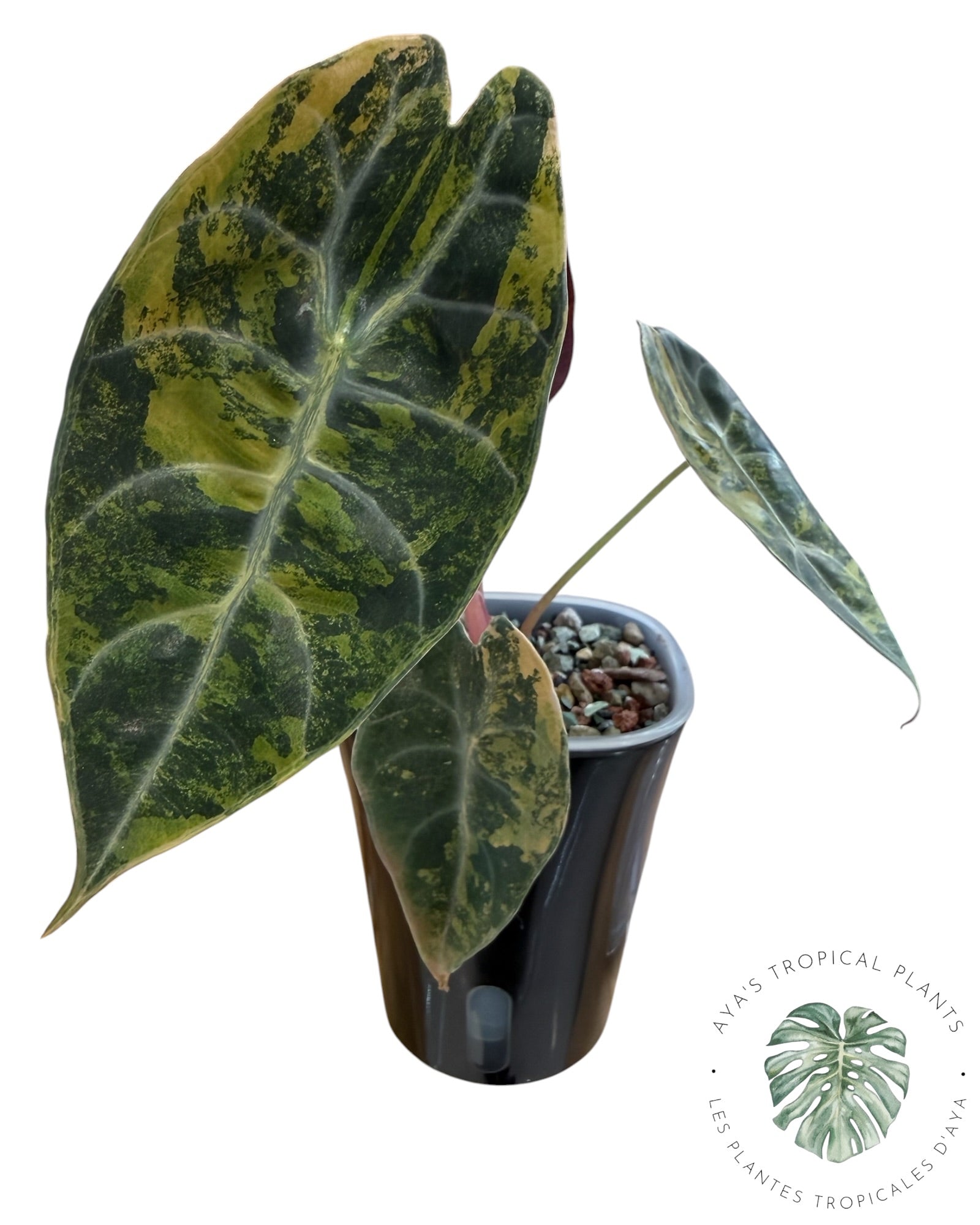Alocasia Sedenii Aurea Variegated