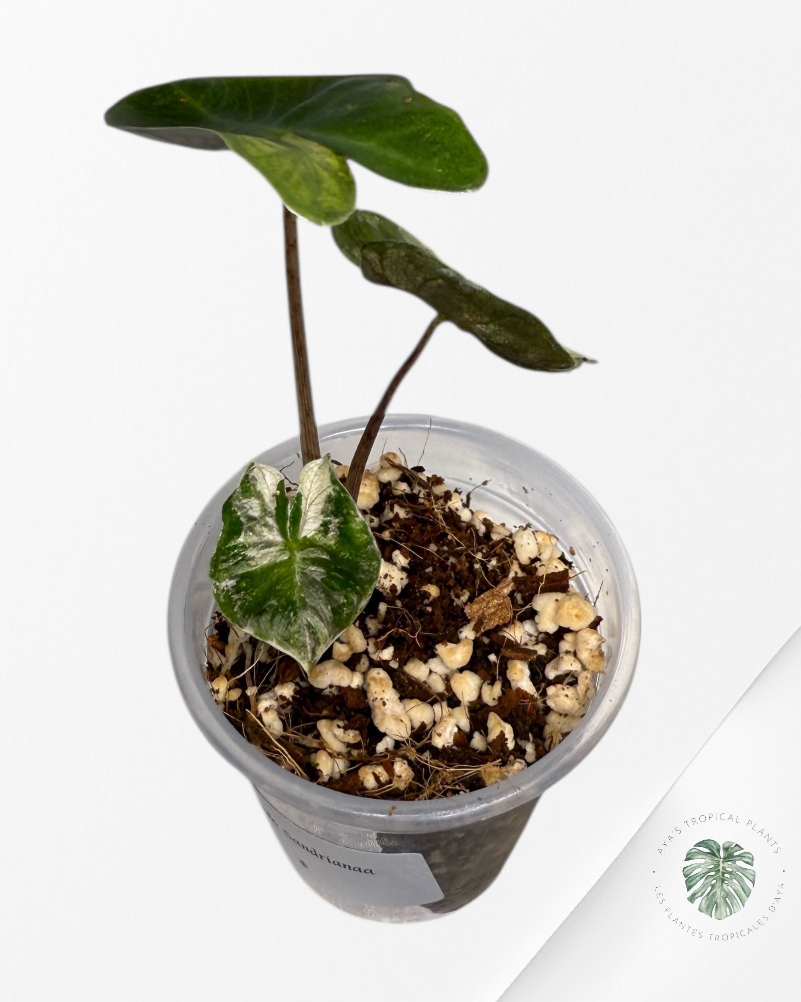 Alocasia Pseudo-Sanderiana Pink Variegated| Rare TC Plant| Aya's Tropical Plants