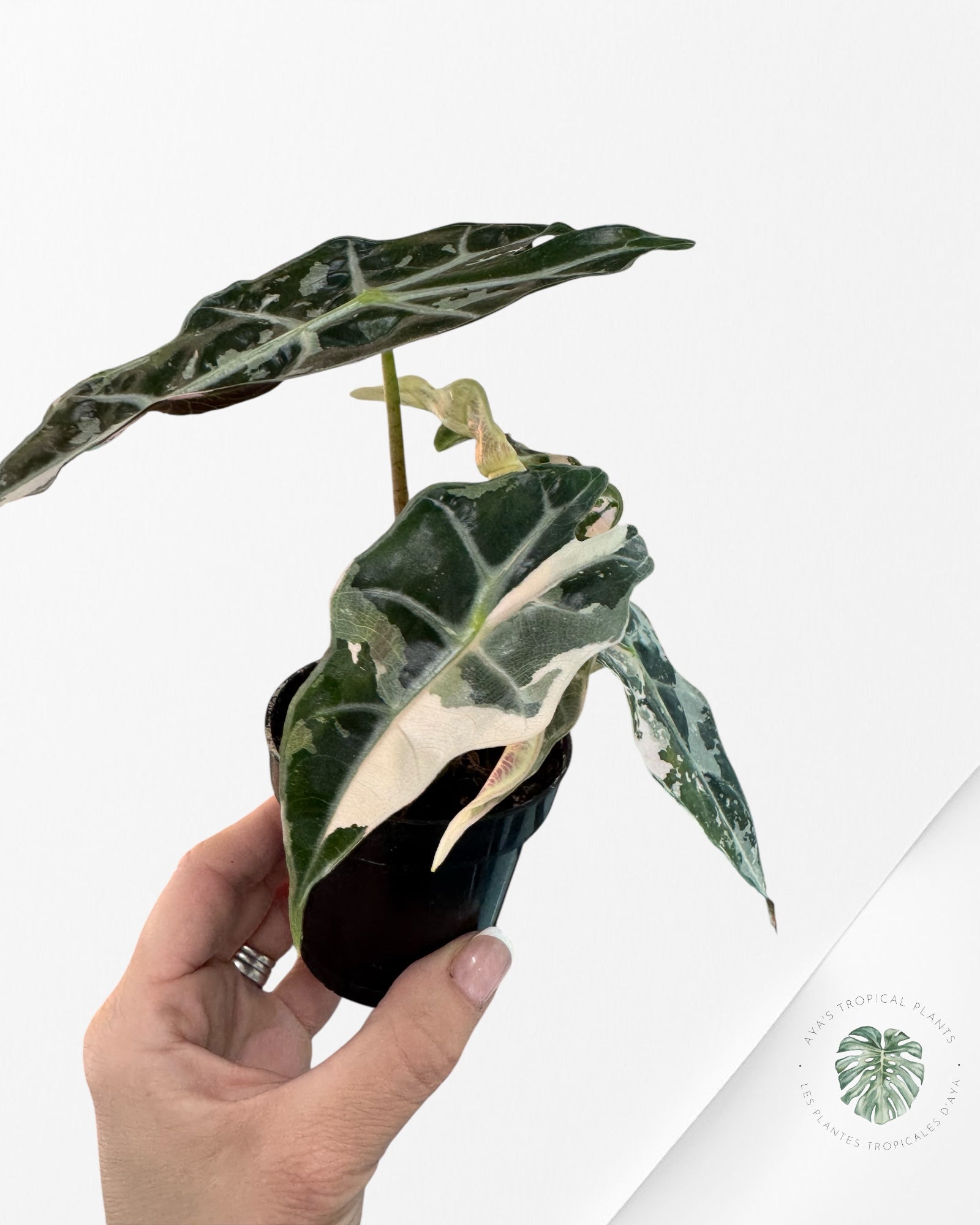 Alocasia 'Amazonica' Poly variegated (Pink) - F0