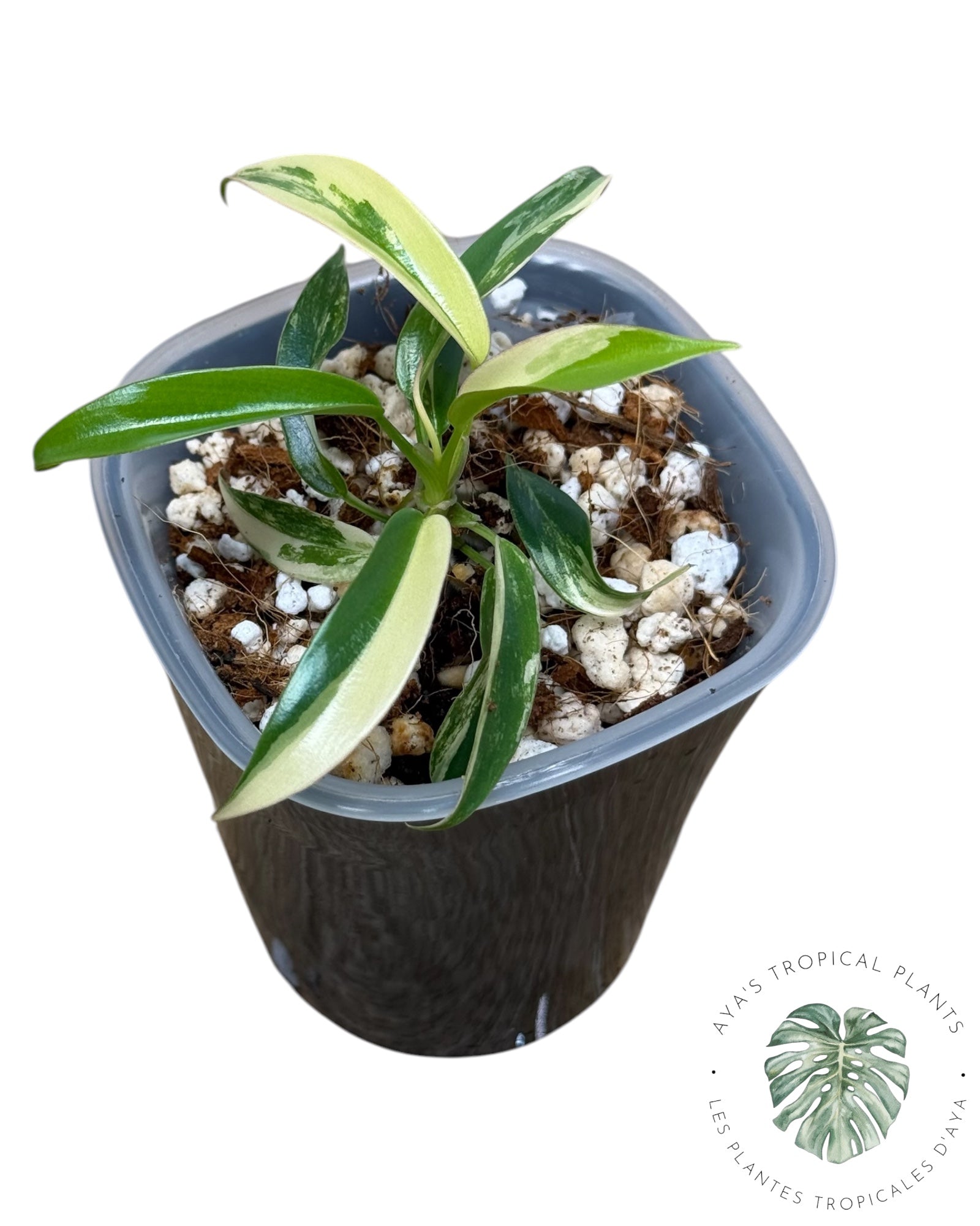 Philodendron Florida Beauty x Tortum