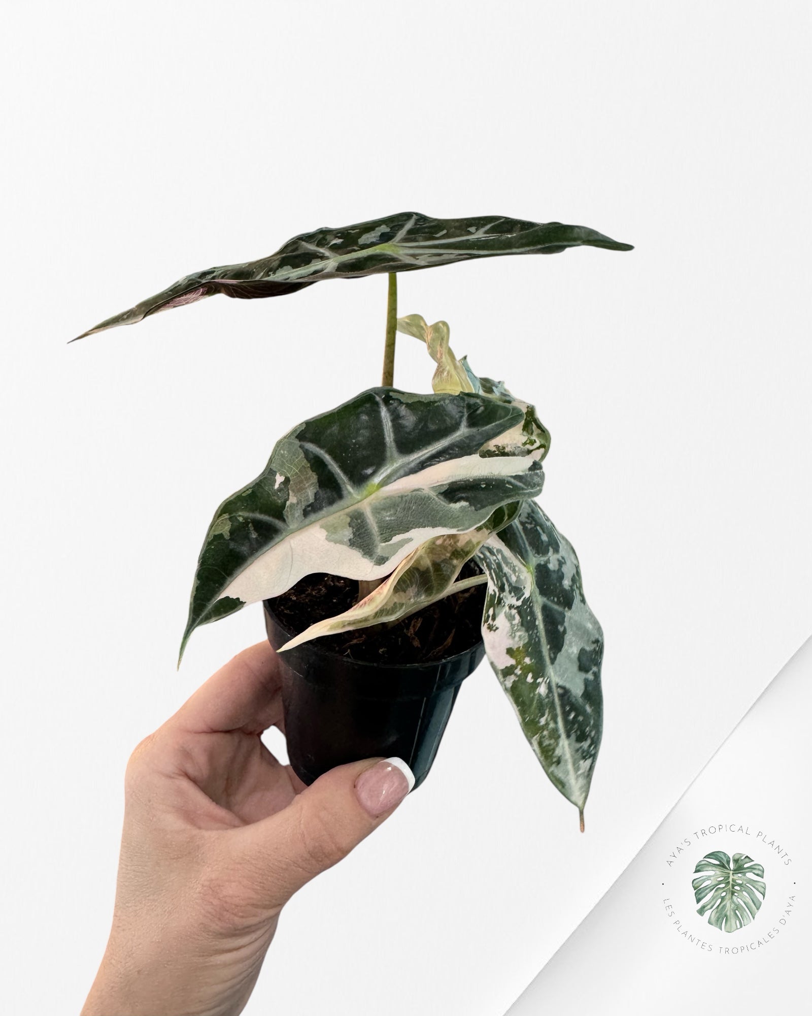 Alocasia 'Amazonica' Poly variegated (Pink) - F0