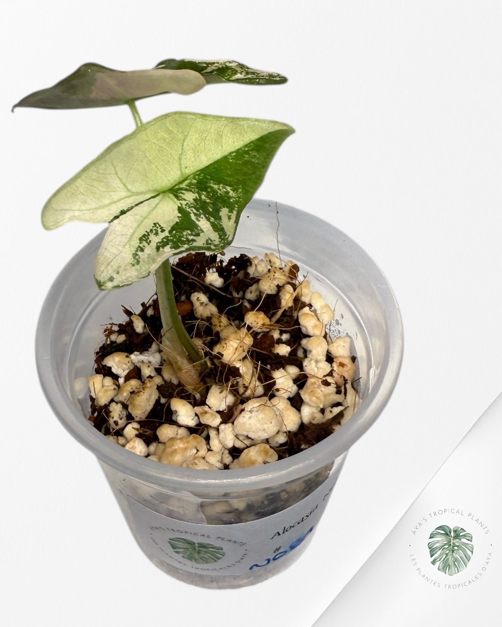 Alocasia Nobilis Pink Variegated| Rare TC Plant| Aya's Tropical Plants