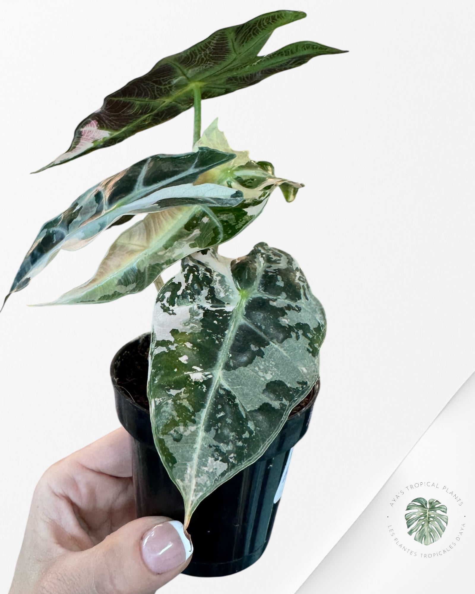 Alocasia 'Amazonica' Poly variegated (Pink) - F0