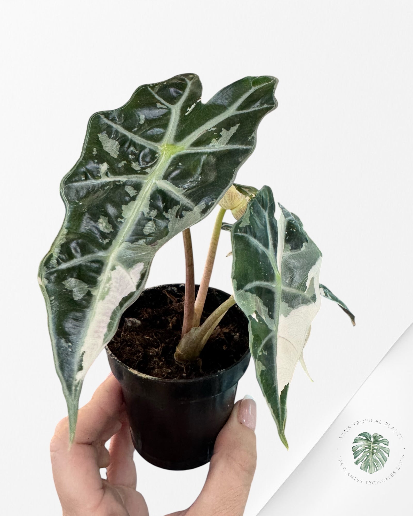 Alocasia 'Amazonica' Poly variegated (Pink) - F0