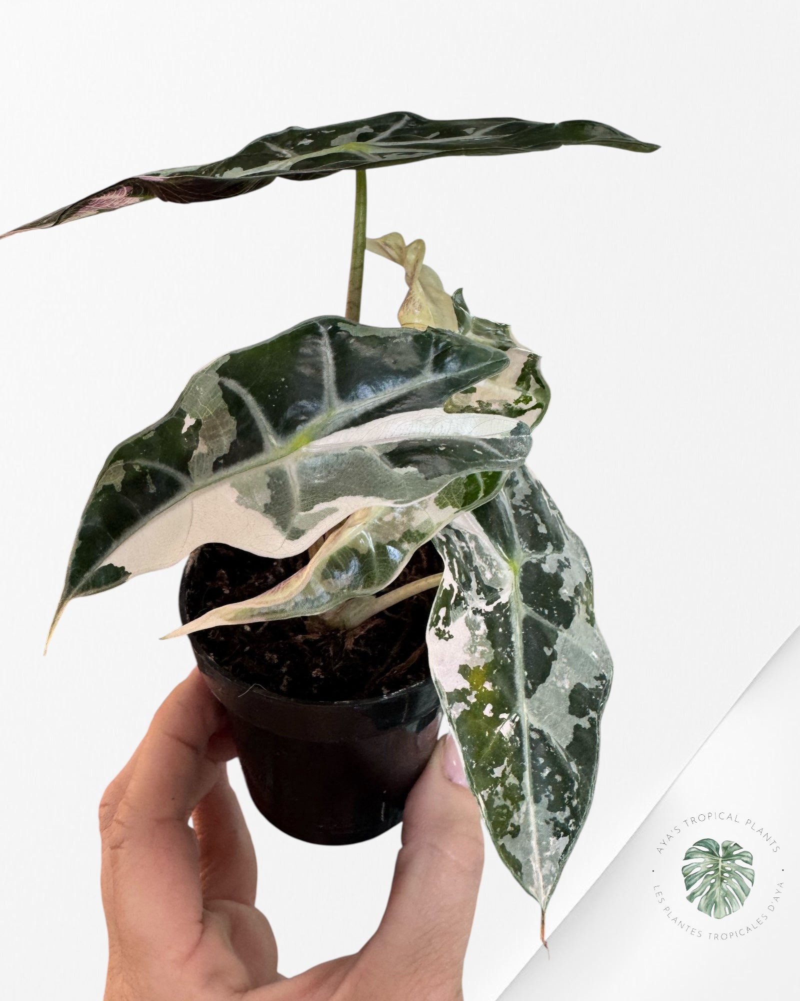 Alocasia 'Amazonica' Poly variegated (Pink) - F0