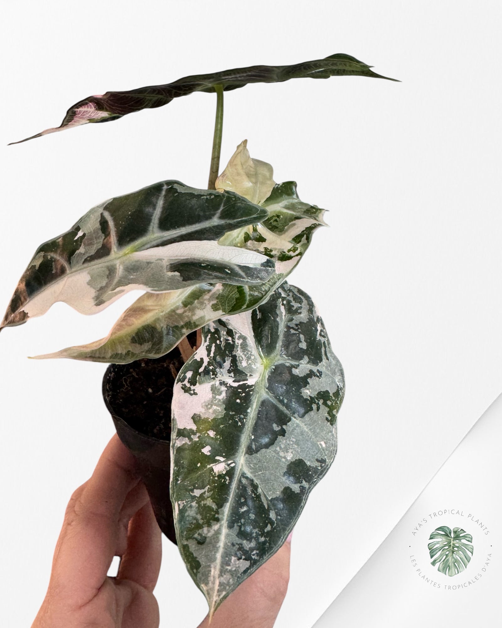 Alocasia 'Amazonica' Poly variegated (Pink) - F0