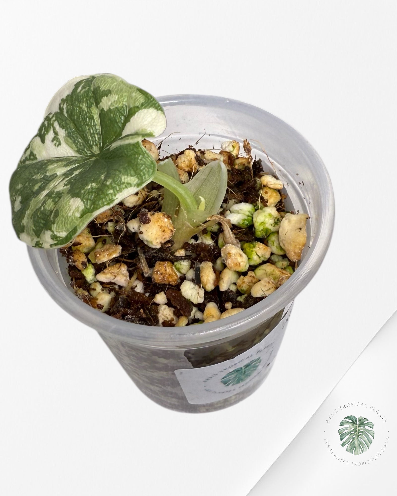 Alocasia Melo Variegated Albo| Rare TC Plant| Aya's Tropical Plants