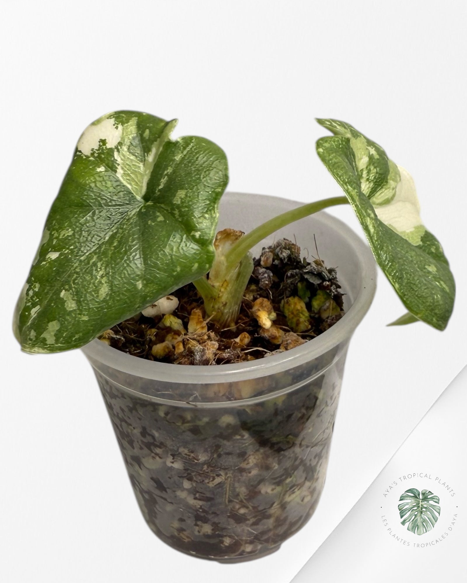 Alocasia Melo Variegated Albo| Rare TC Plant| Aya's Tropical Plants