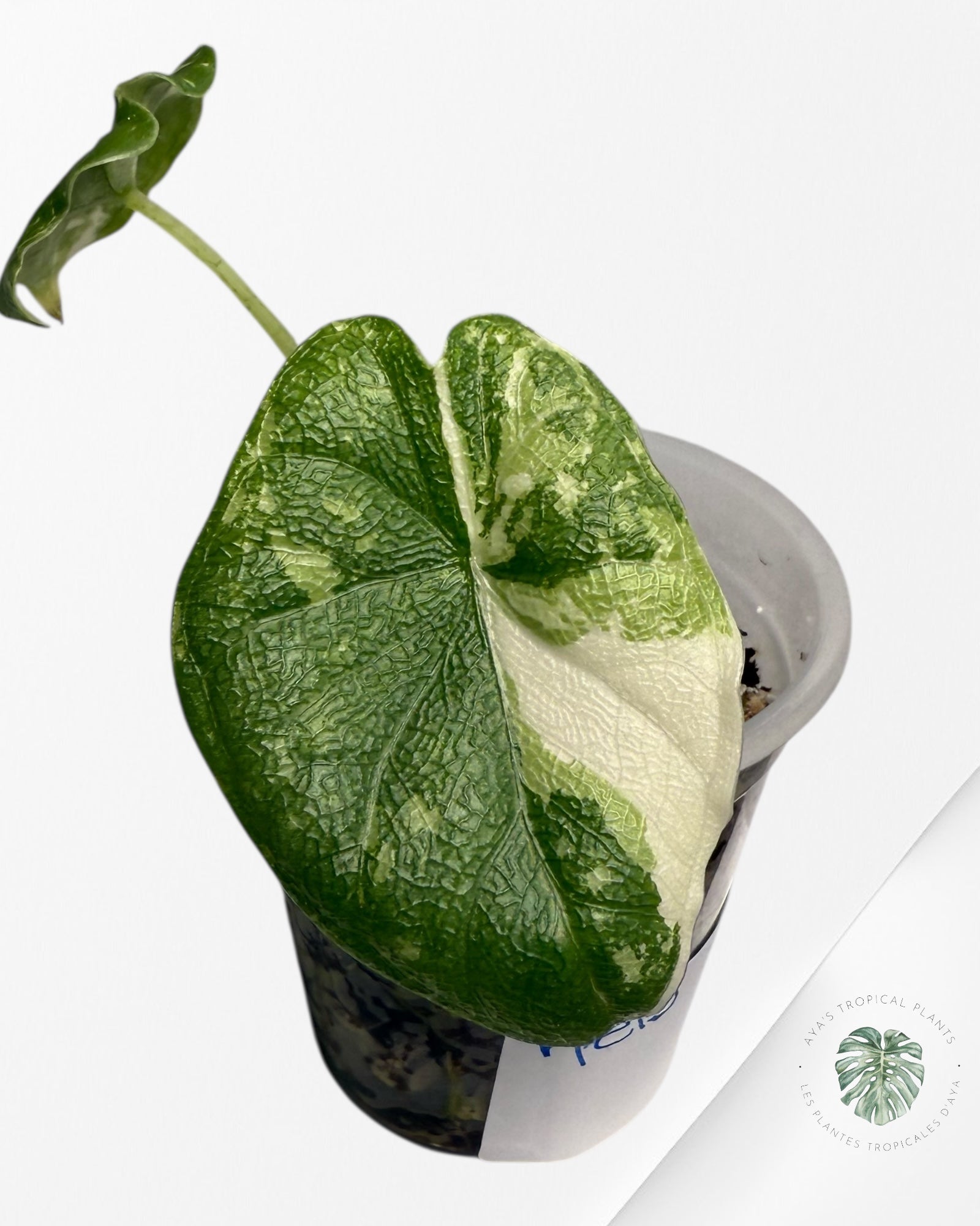 Alocasia Melo Variegated Albo| Rare TC Plant| Aya's Tropical Plants