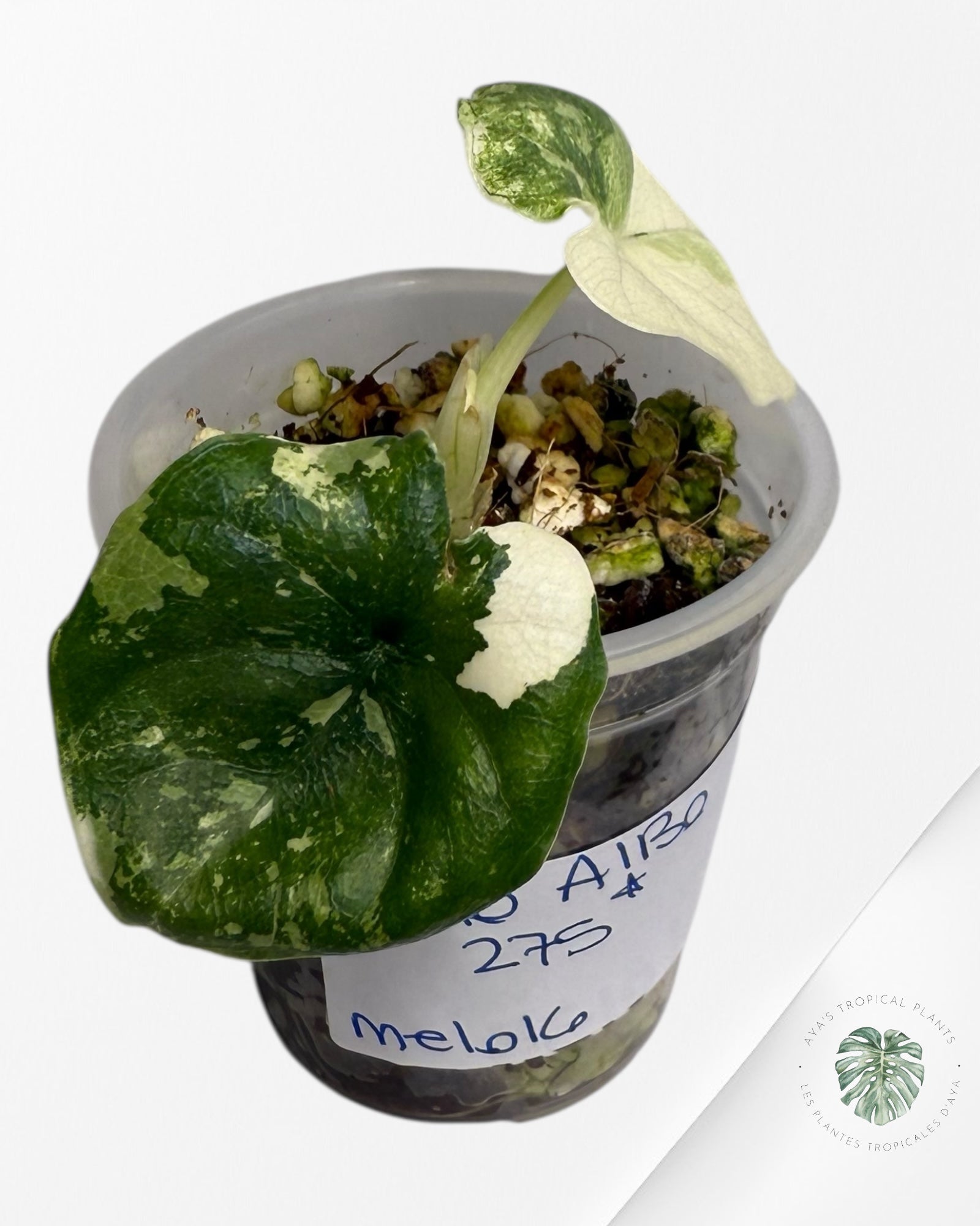 Alocasia Melo Variegated Albo| Rare TC Plant| Aya's Tropical Plants