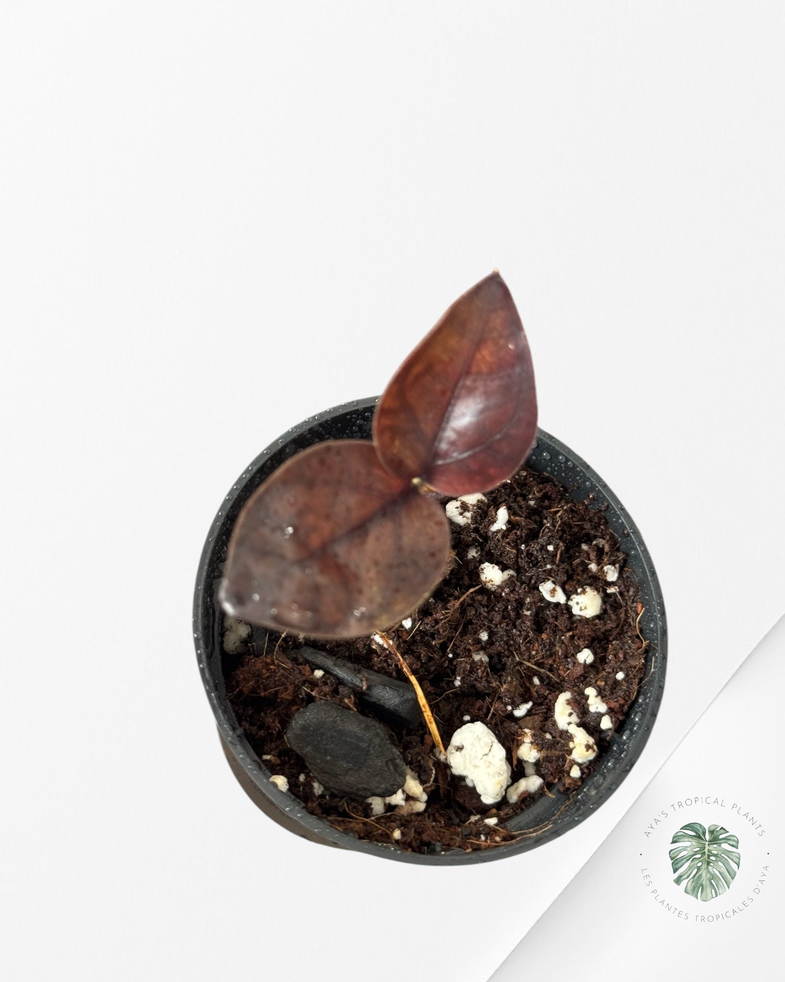 Zamioculcas Zamiifolia Raven ZZ Pink Variegated- 3000