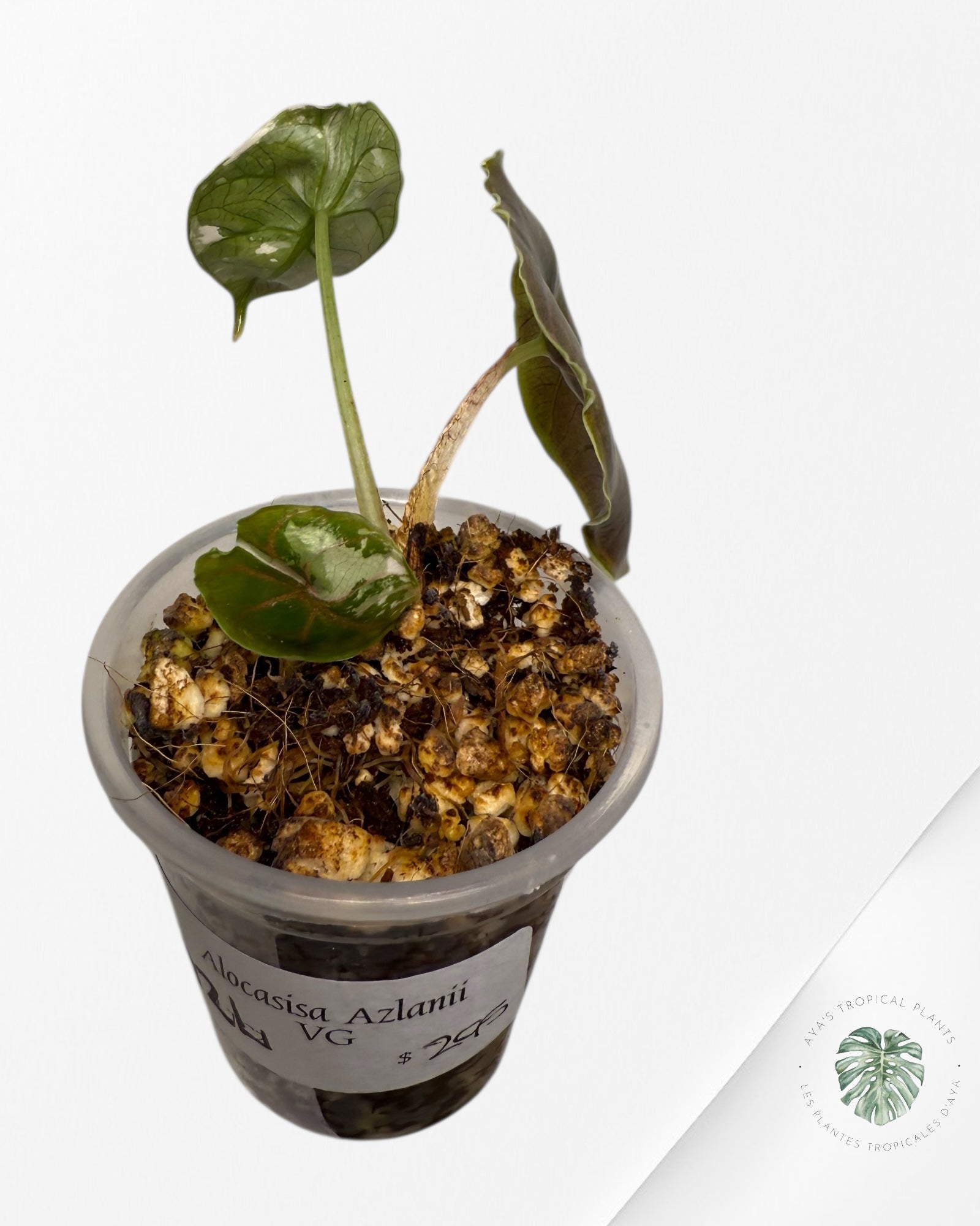 Alocasia Azlanii Variegated Pink| Rare TC Plant| Aya's Tropical Plants