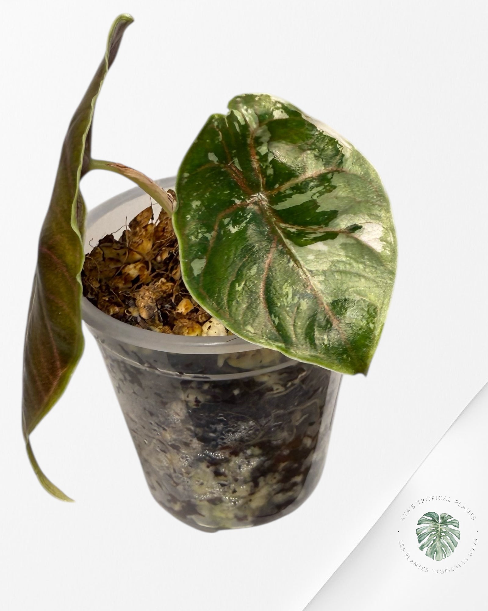 Alocasia Azlanii Variegated Pink| Rare TC Plant| Aya's Tropical Plants