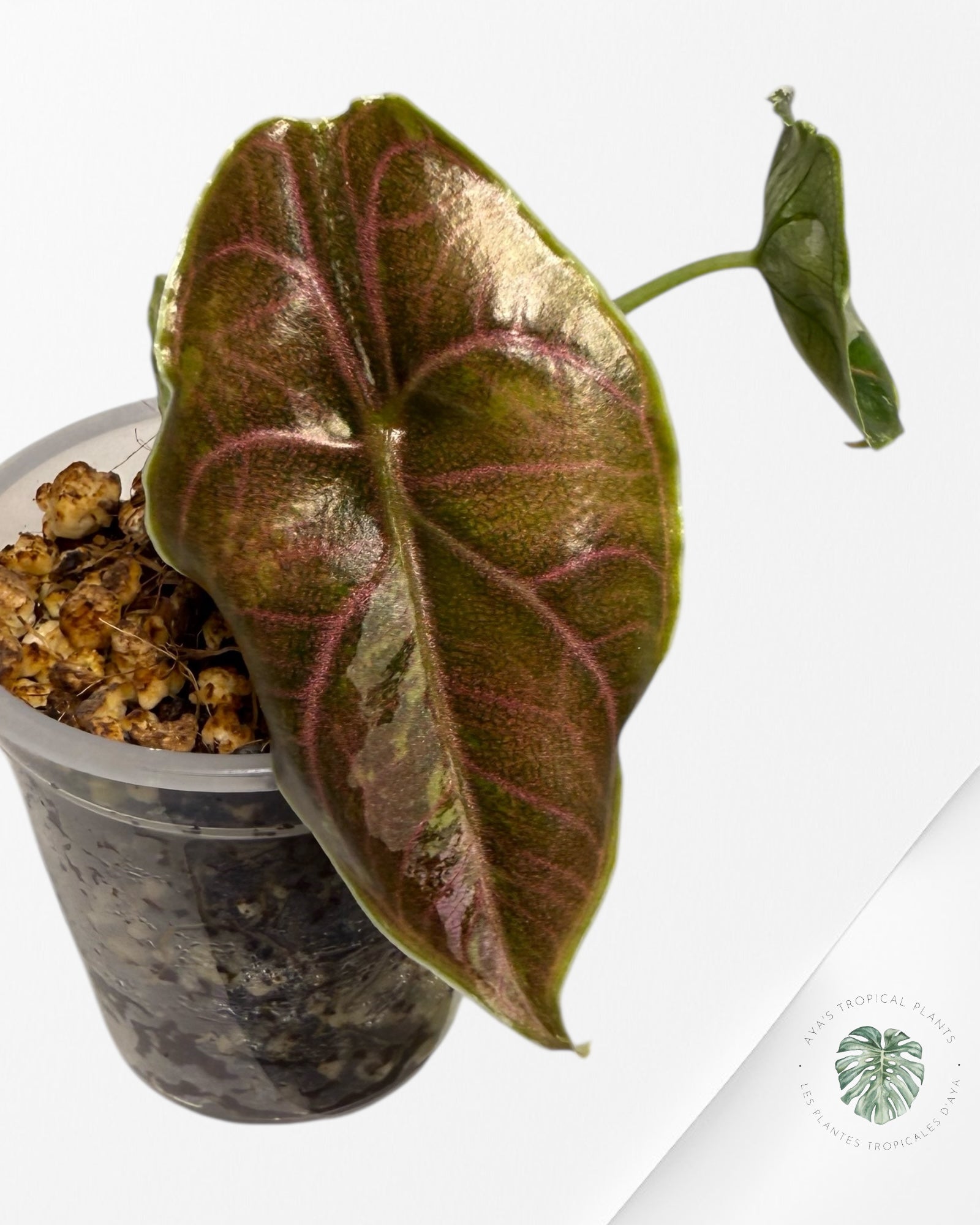 Alocasia Azlanii Variegated Pink| Rare TC Plant| Aya's Tropical Plants