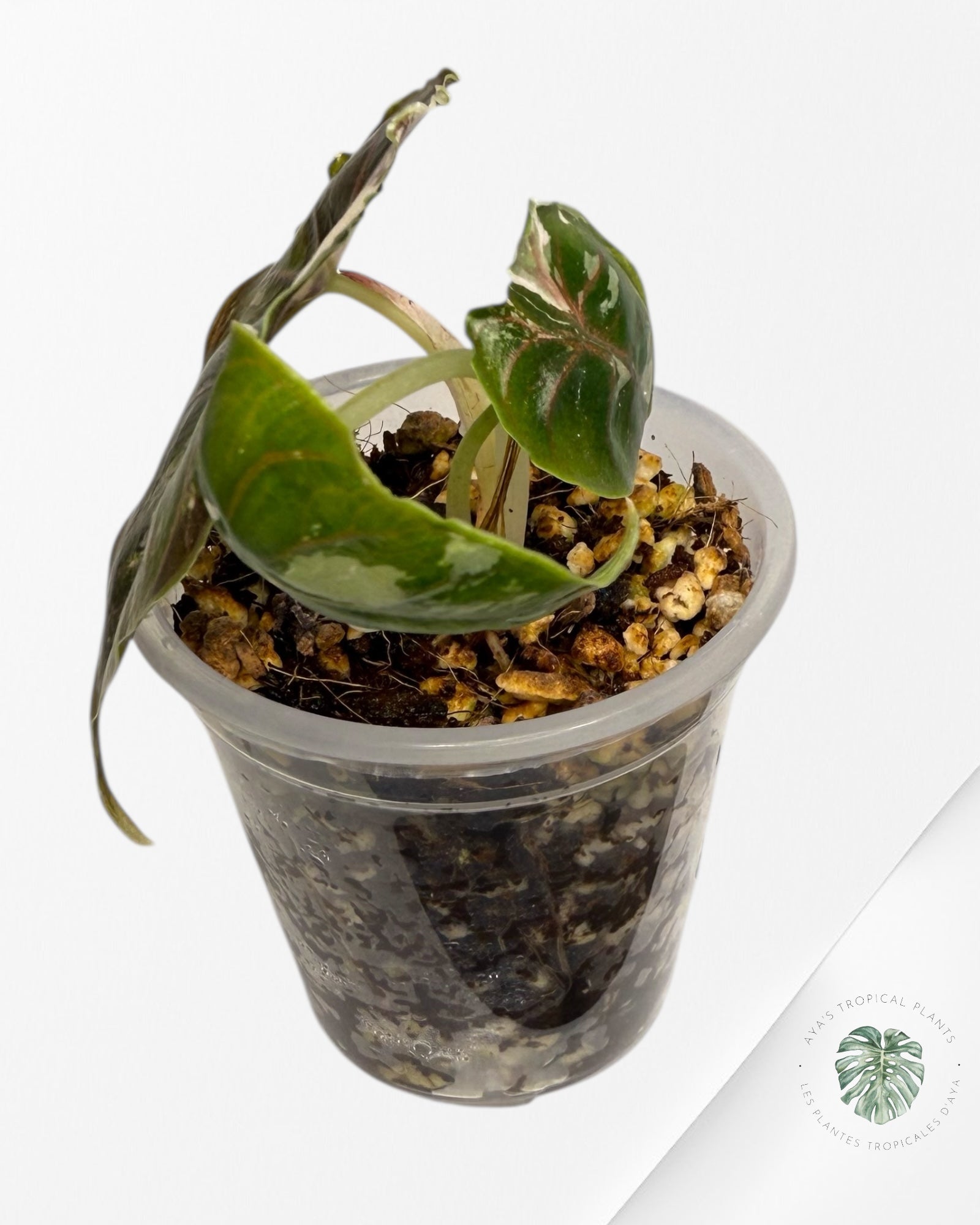 Azlanii Variegated Pink| Rare TC Plant| Aya's Tropical Plants