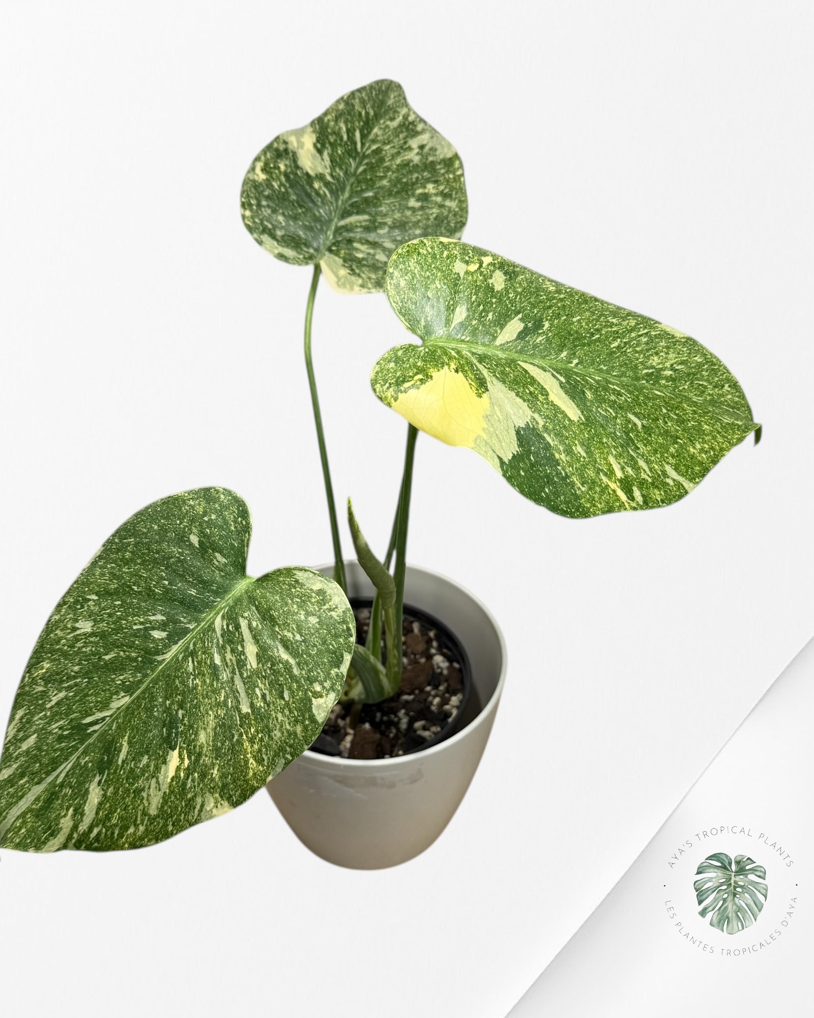 Monstera Legacy | Aroidée rare | Plantes tropicales d'Aya