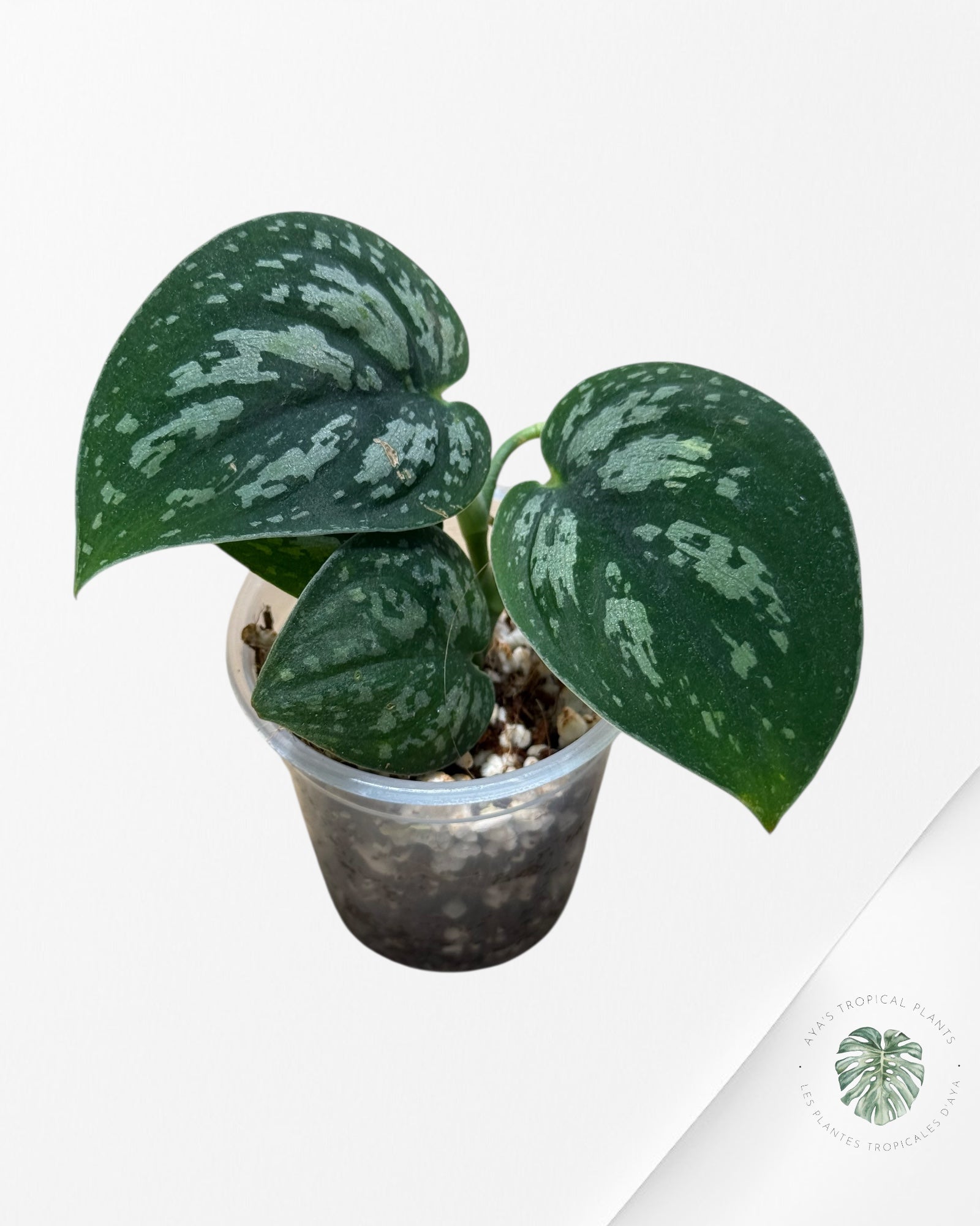 Scindapsus Dark Tricolor - 55