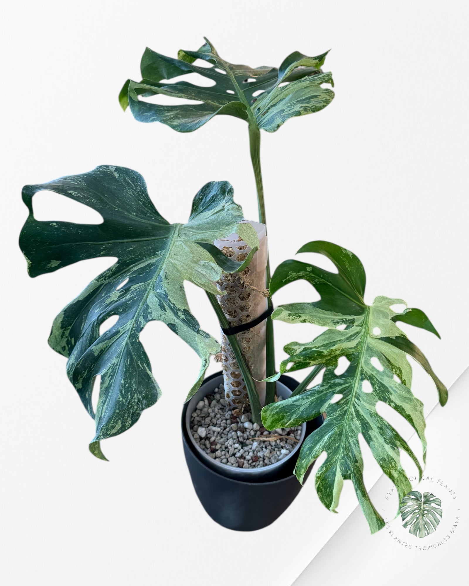 Monstera Menthe Océanique | Aracée Rare | Plantes Tropicales d'Aya