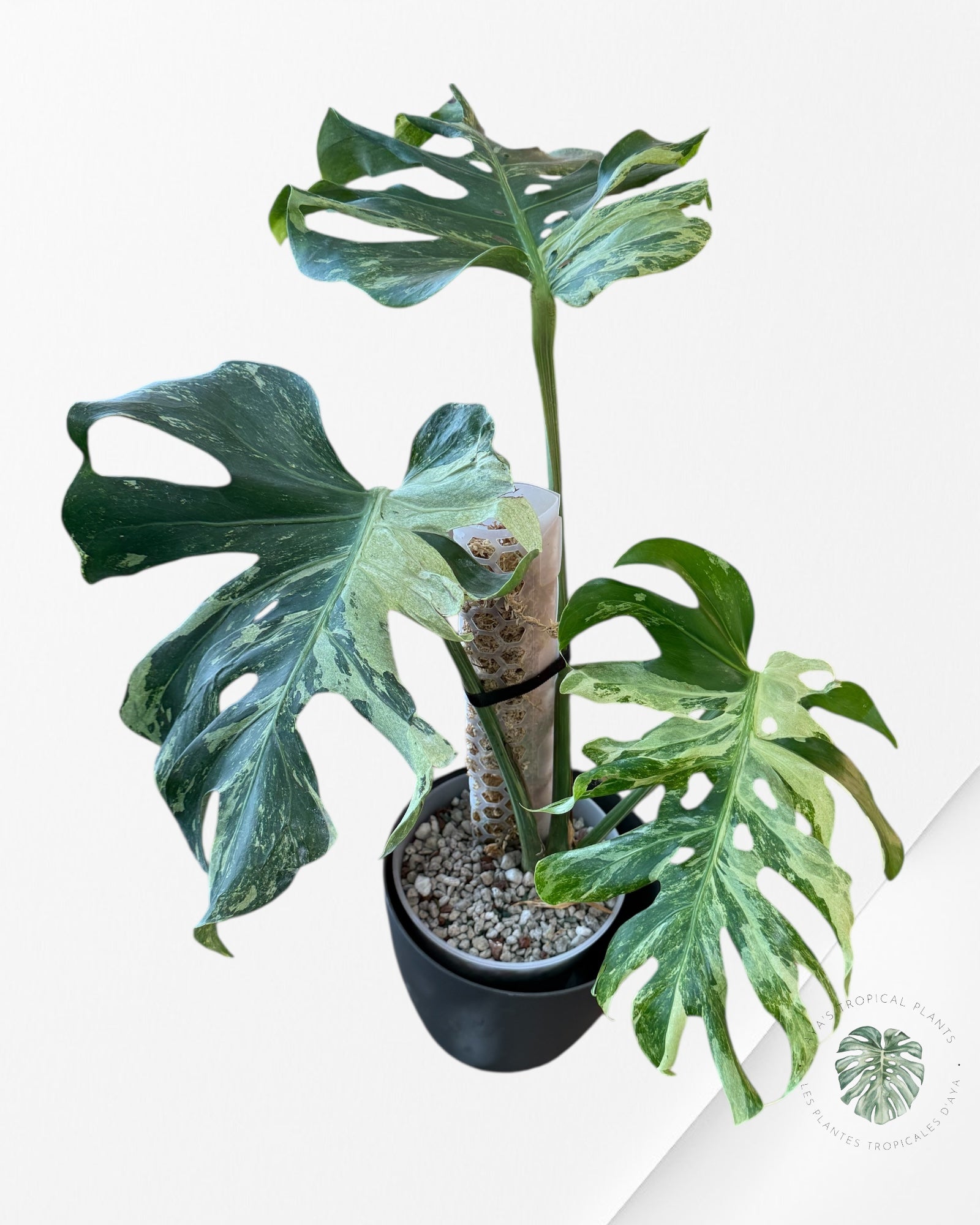 Monstera Menthe Océanique | Aracée Rare | Plantes Tropicales d'Aya