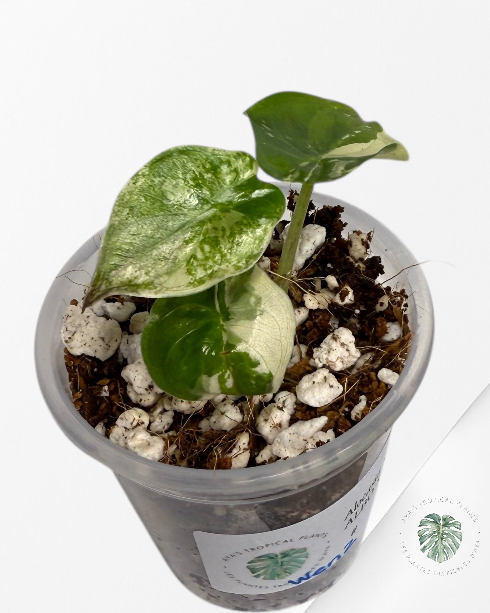 Alocasia Wentii Albo Pink Variegated| Rare TC Plant| Aya's Tropical Plants