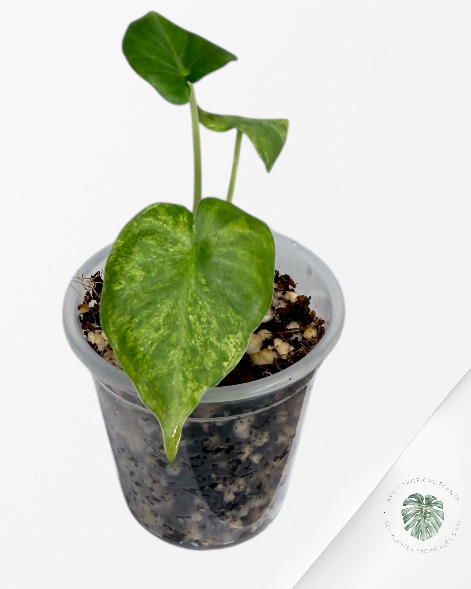 Alocasia Regal Shield Aurea| TC Plant| Aya's Tropical Plants