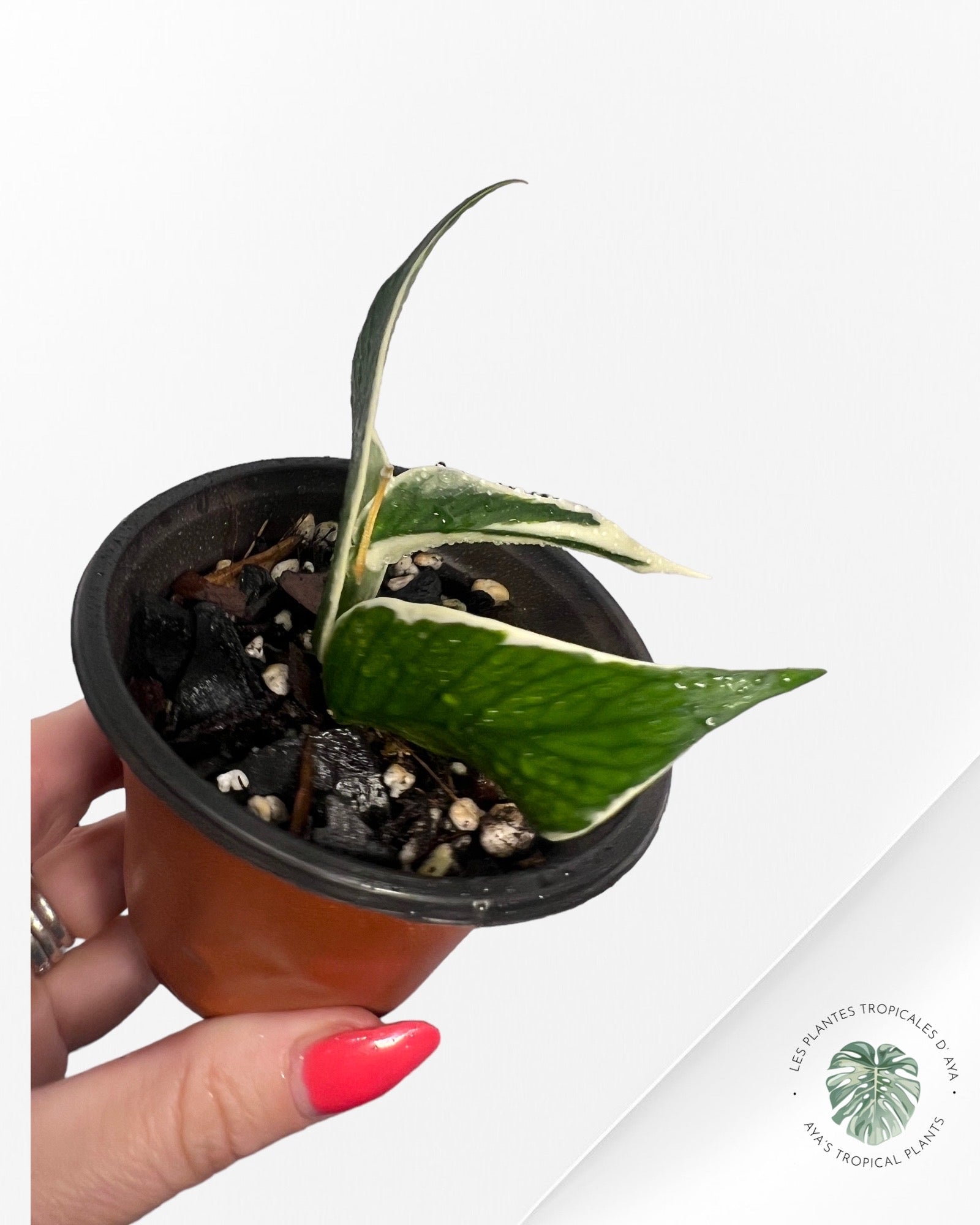 Hoya Polyneura Variagated Albo -B