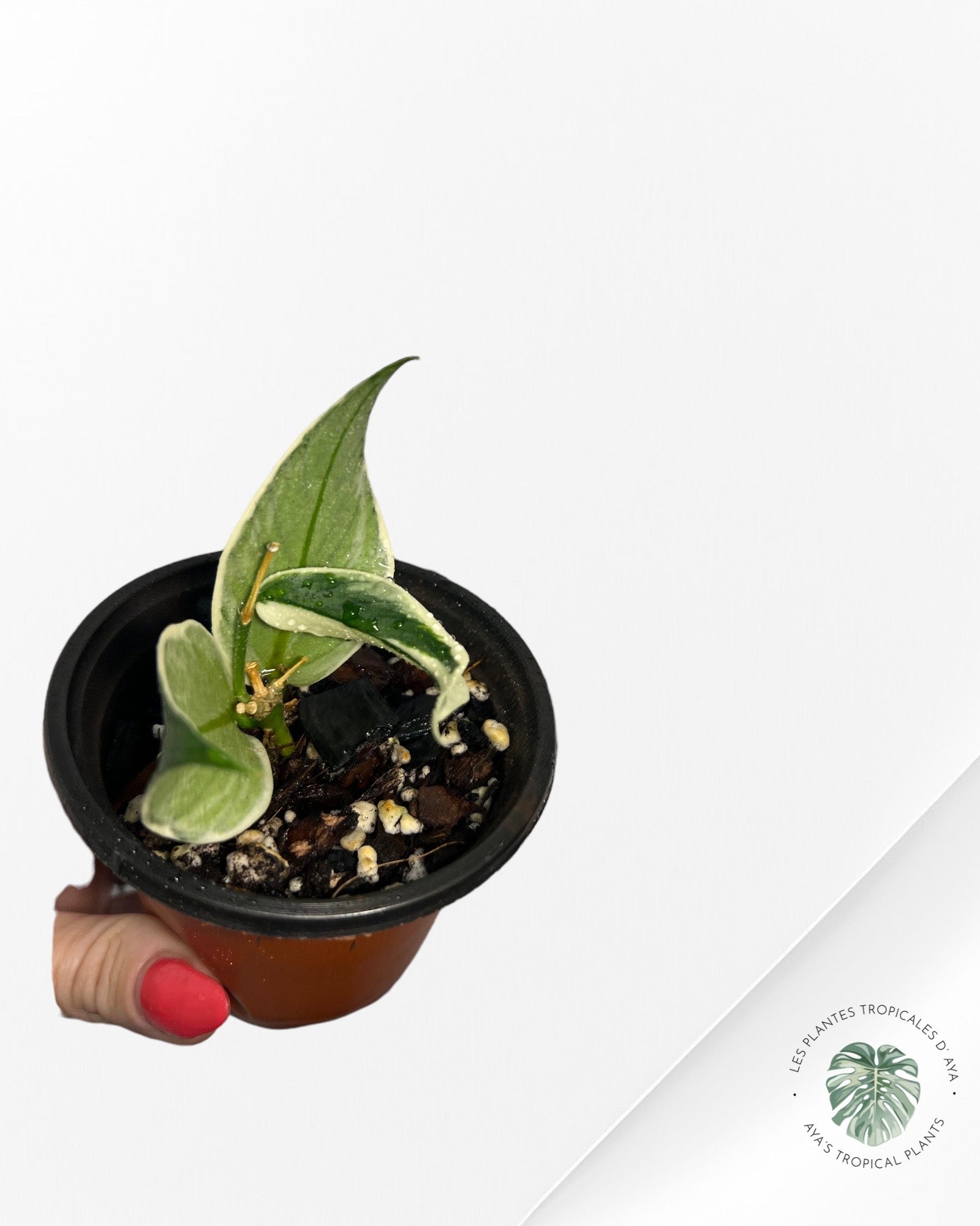 Hoya Polyneura Variagated Albo -B