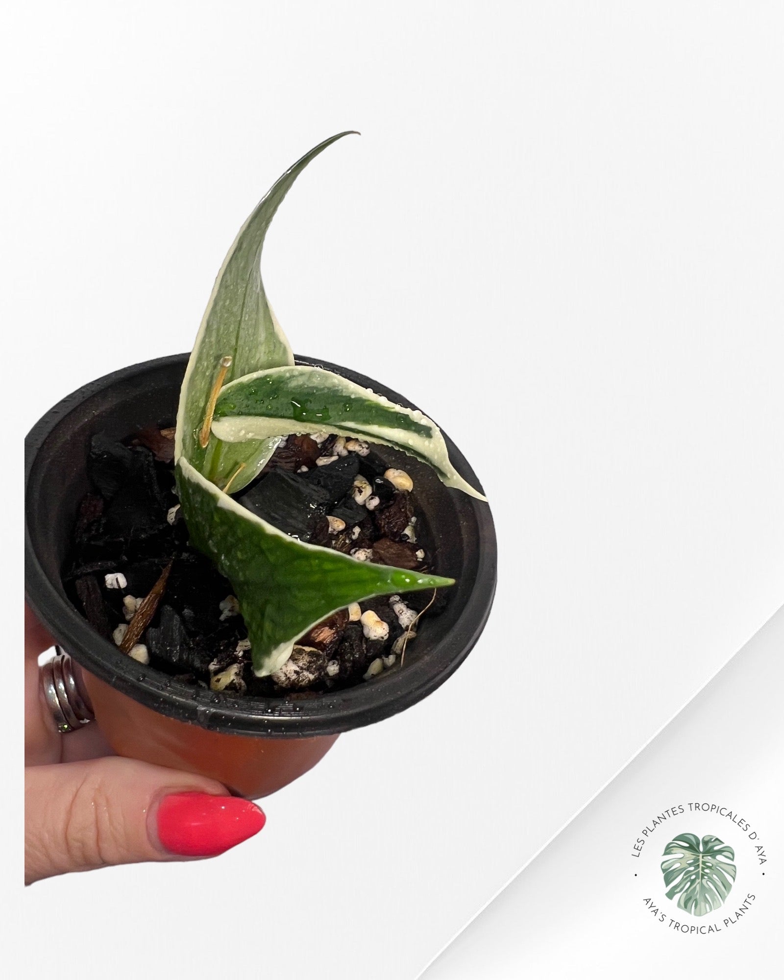 Hoya Polyneura Variagated Albo -B