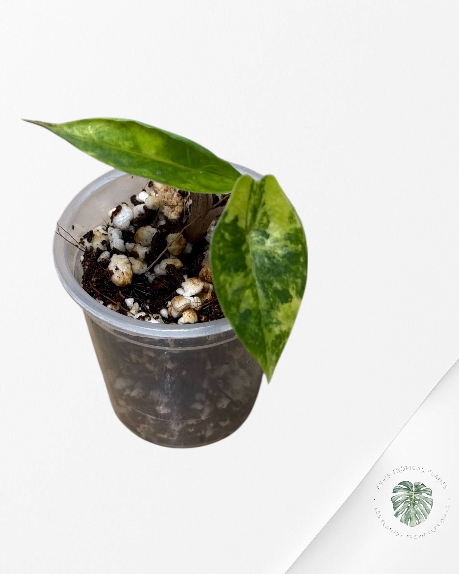 Alocasia Heterophylla Metallic Blue Variegated - 262
