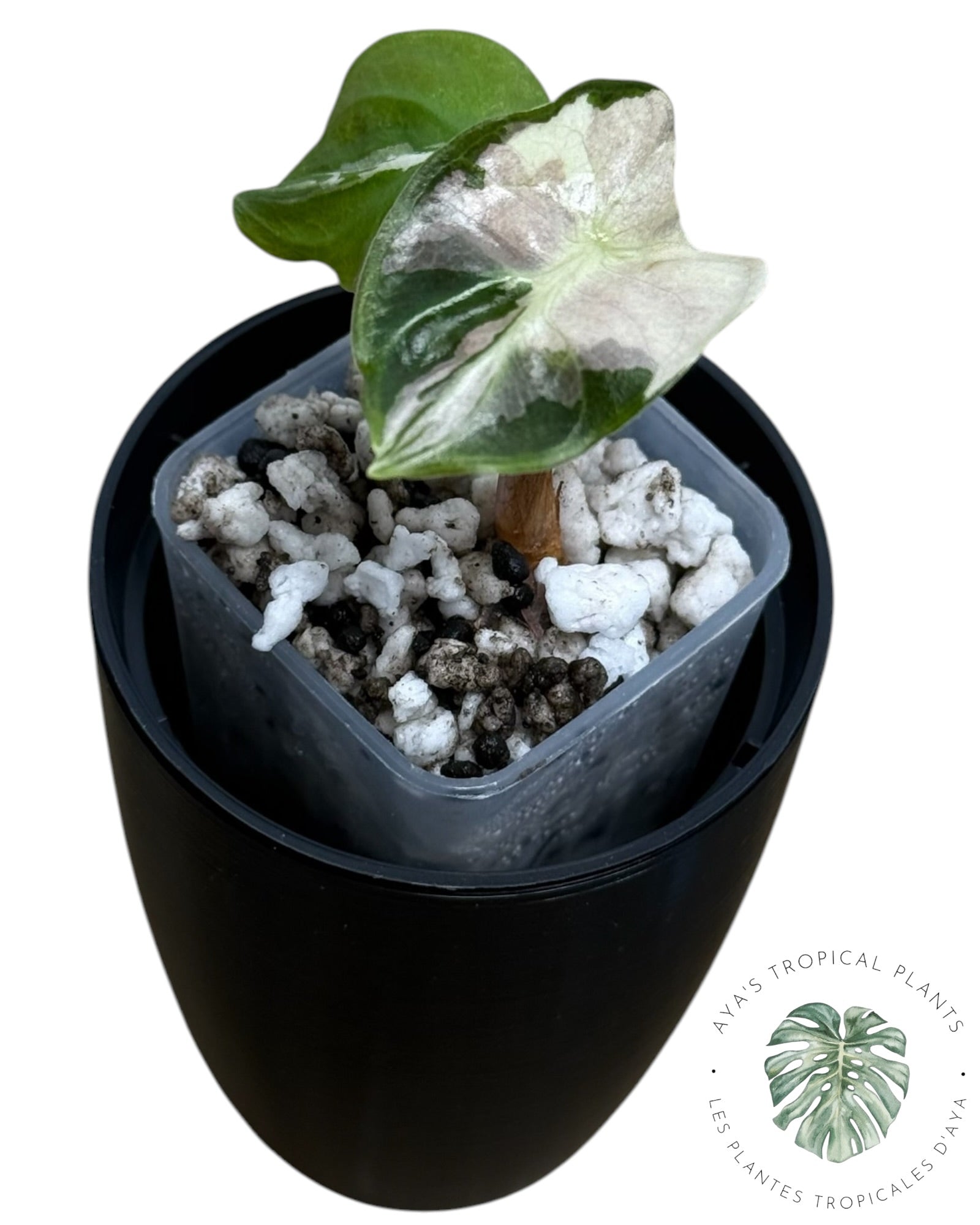 Alocasia Polly Lava Variegated