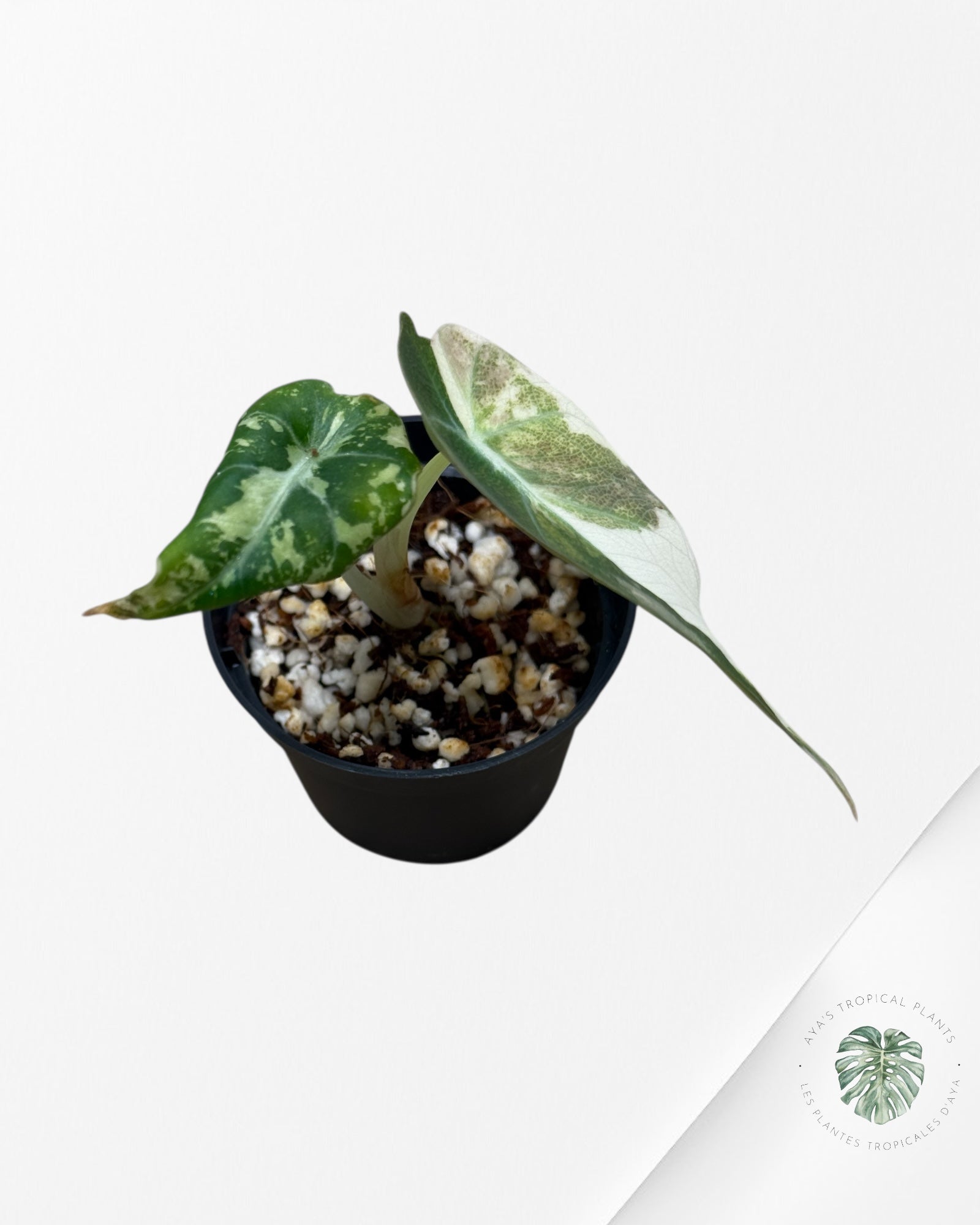 Alocasia Black Velvet Pink Variegated - 65