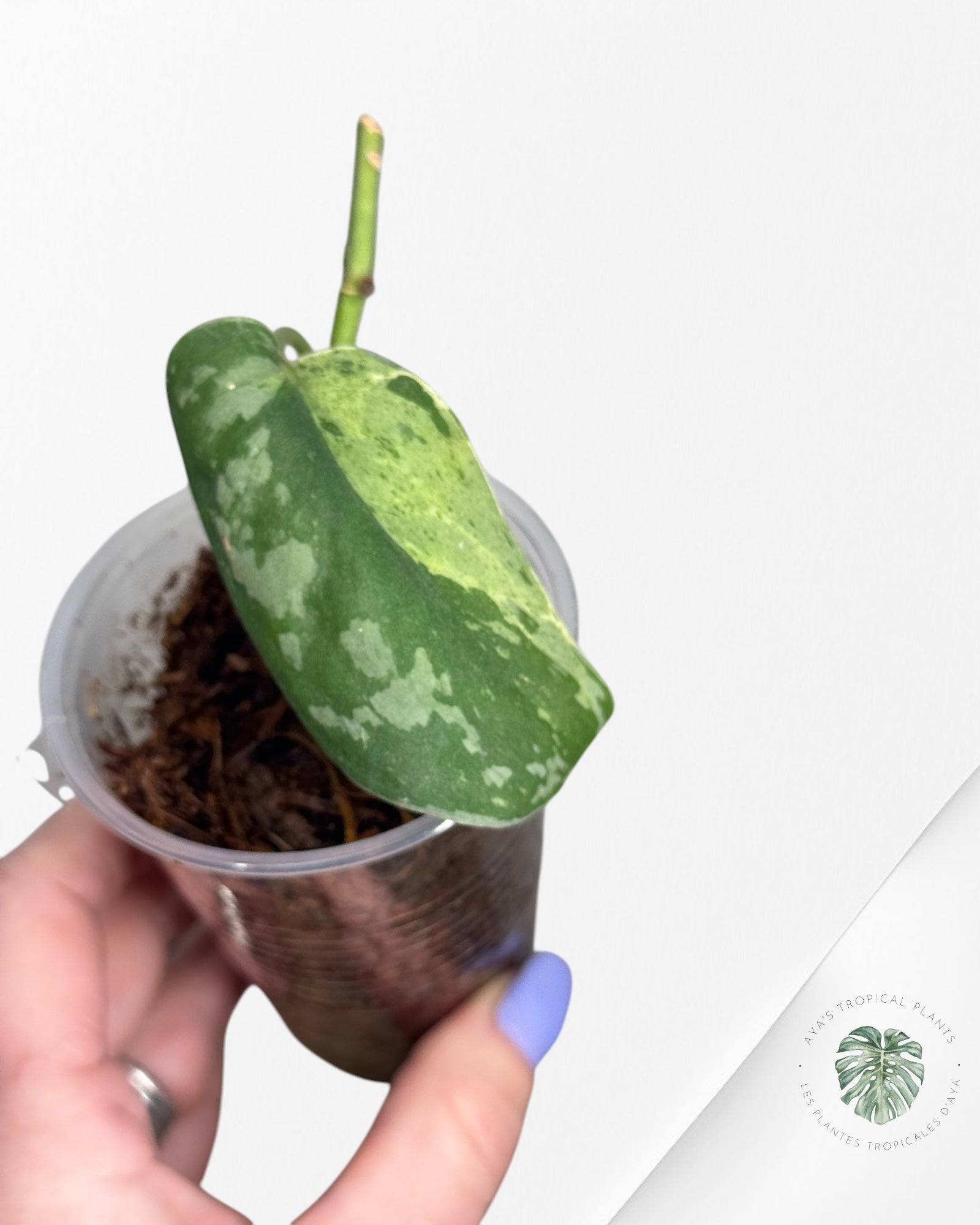 Scindapsus Mejile-02