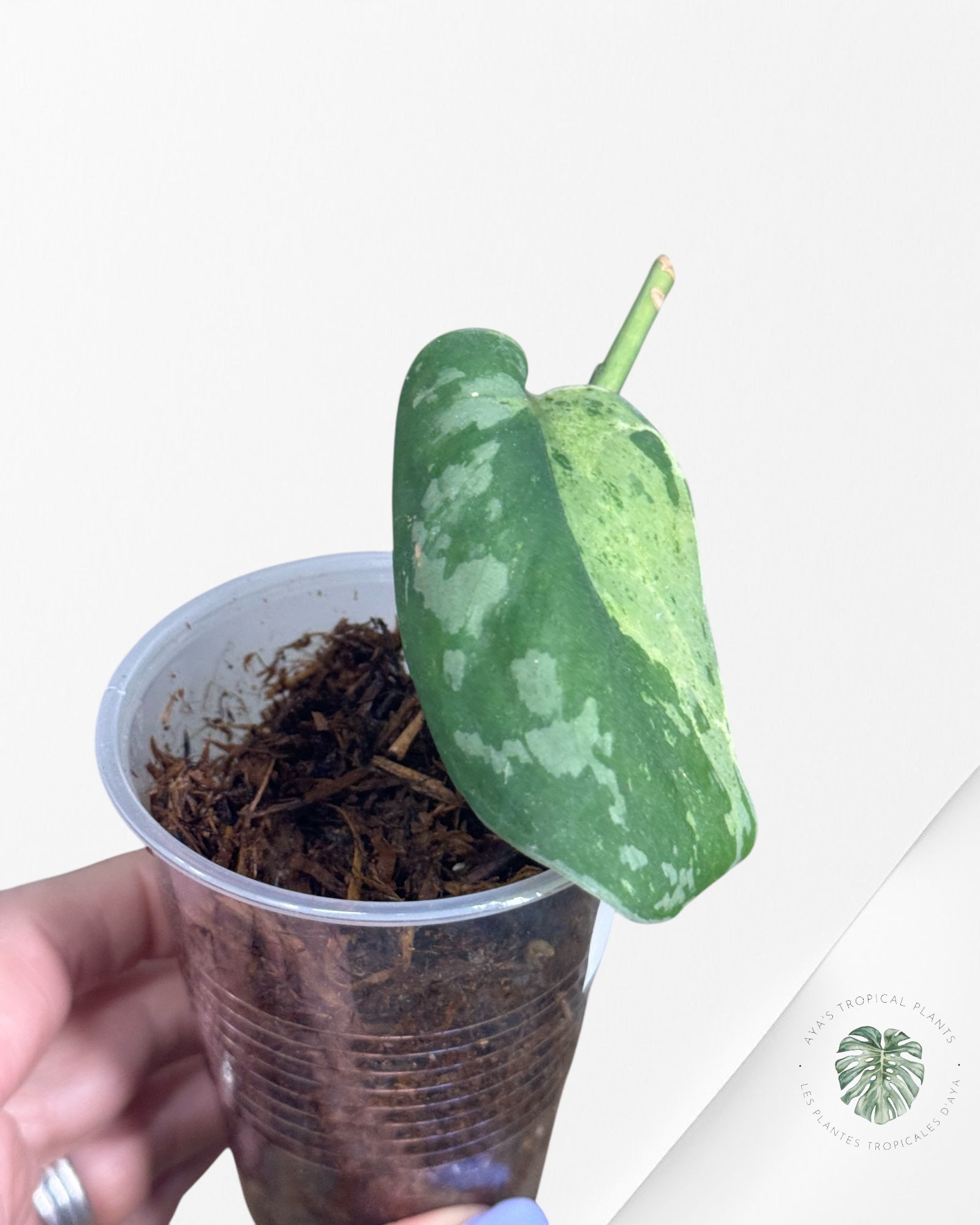 Scindapsus Mejile-02