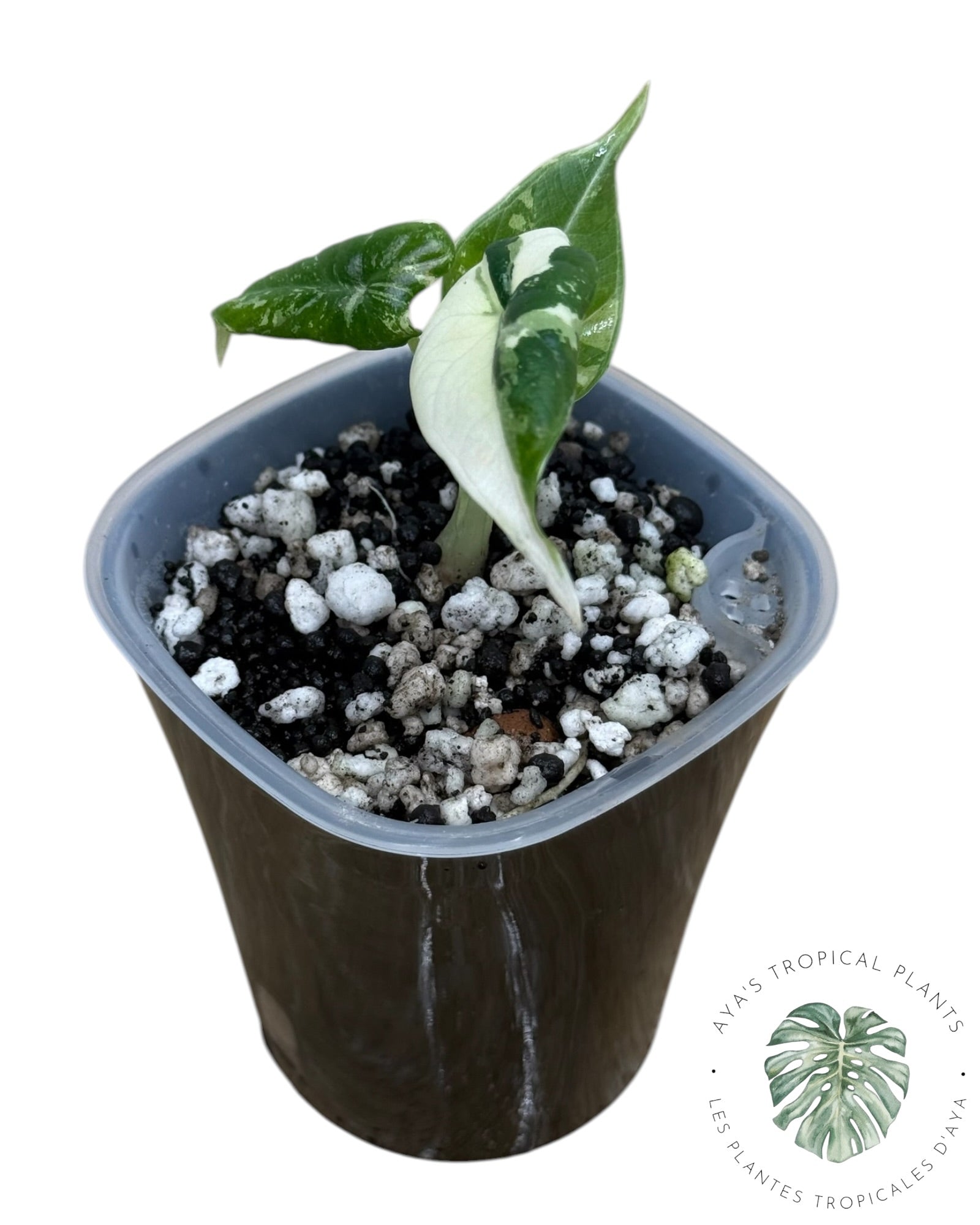 Alocasia Maharani Albo