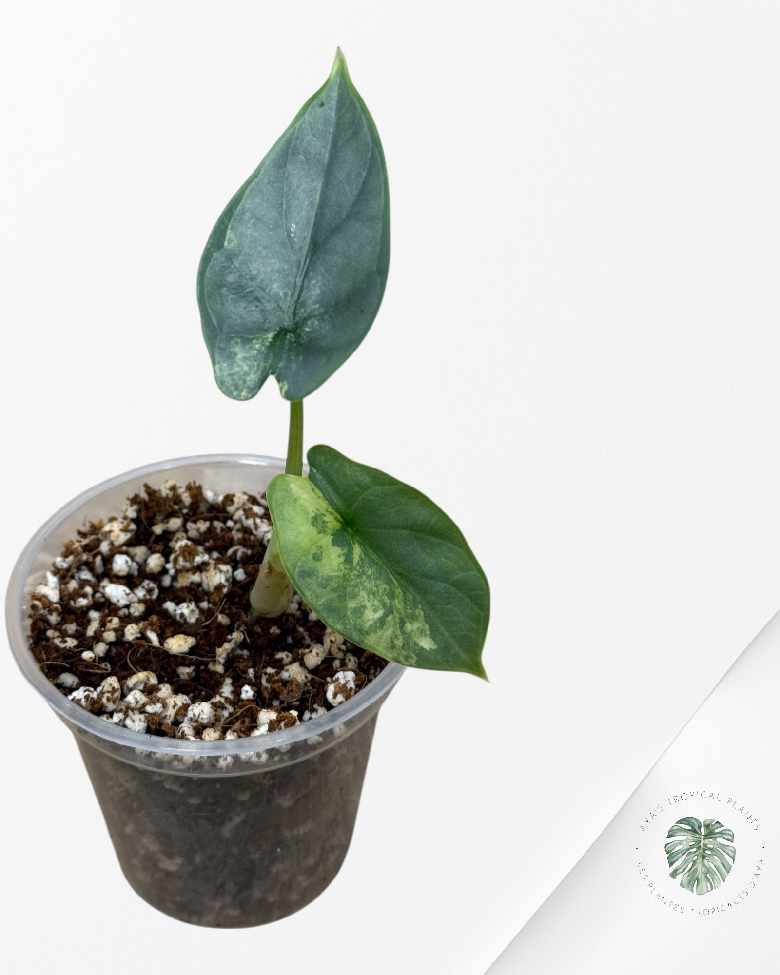 Alocasia Silver Dragon Variegated Aurea -69