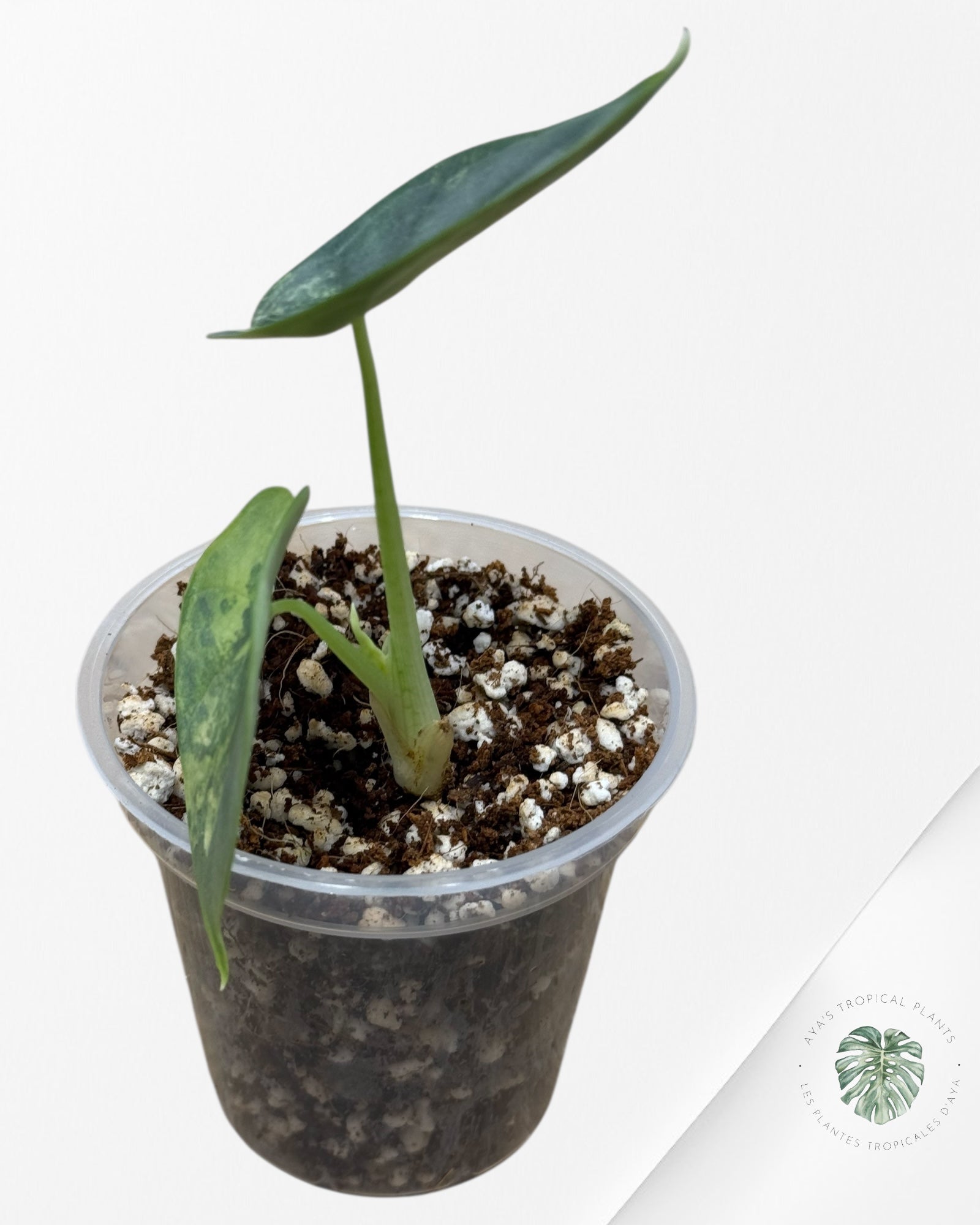 Alocasia Silver Dragon Variegated Aurea -69