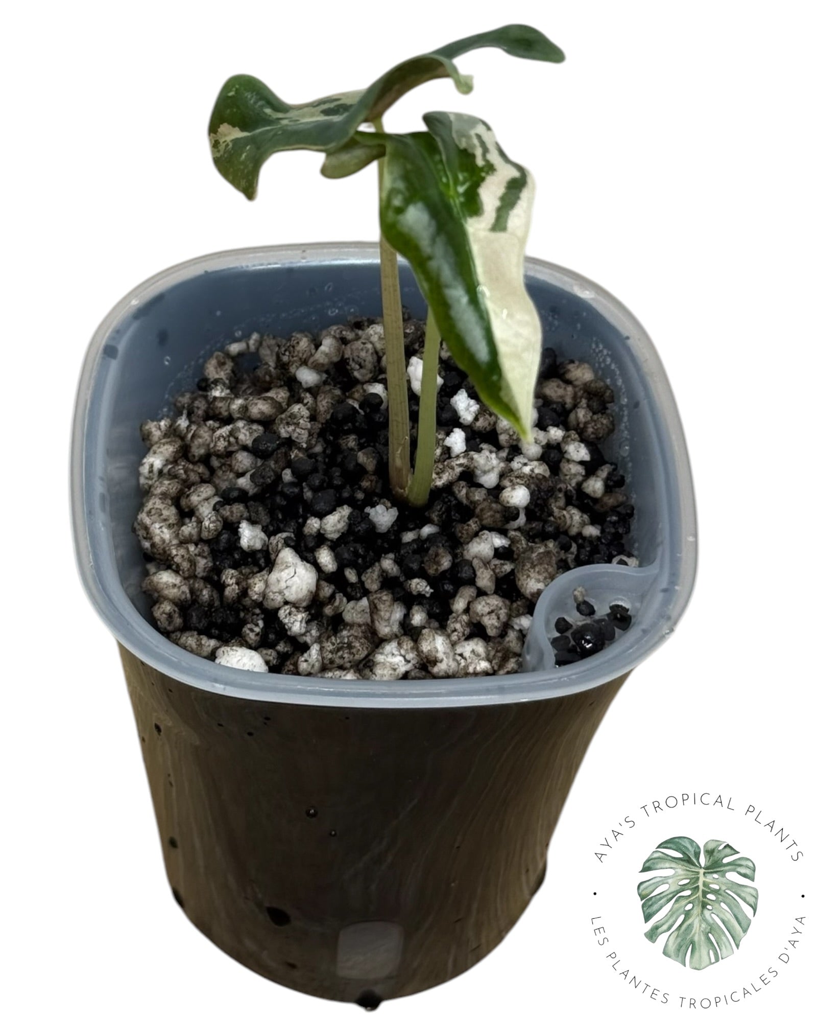 Alocasia Nobilis Pink Variegated