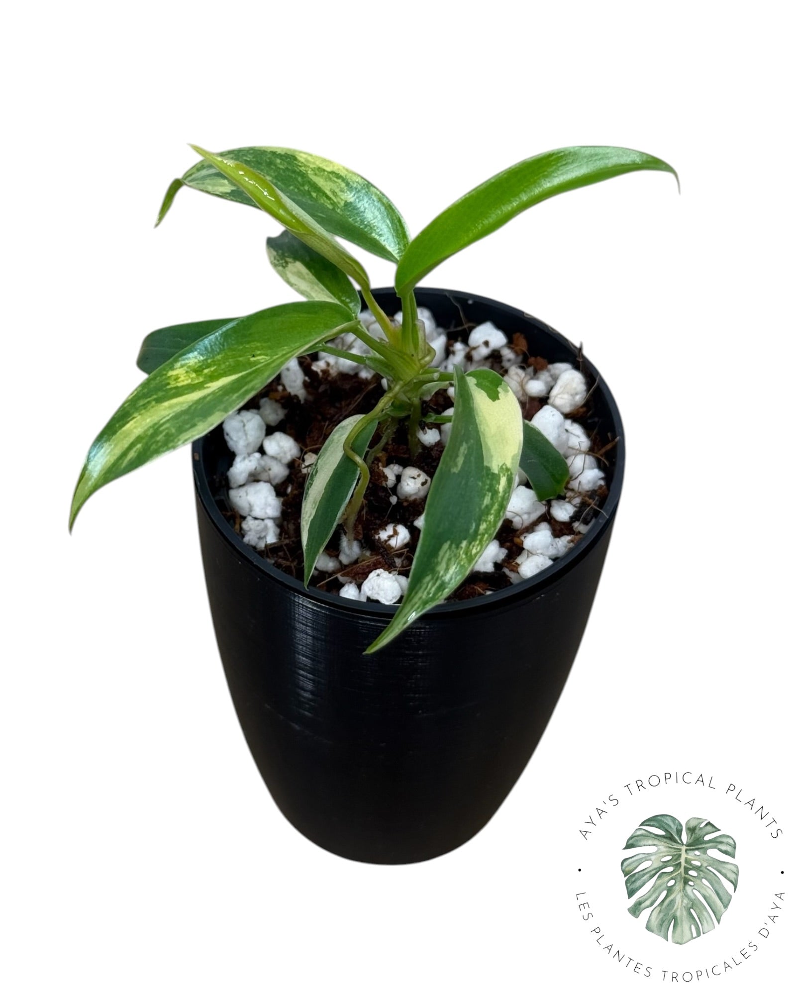 Philodendron Florida Beauty x Tortum