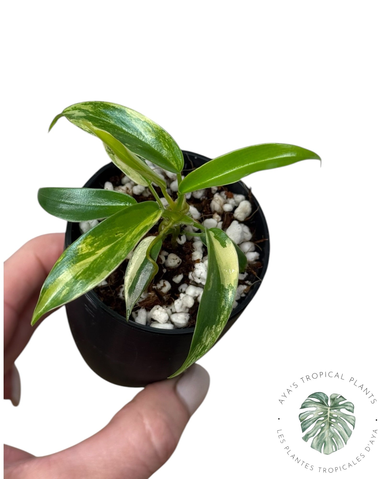 Philodendron Florida Beauty x Tortum