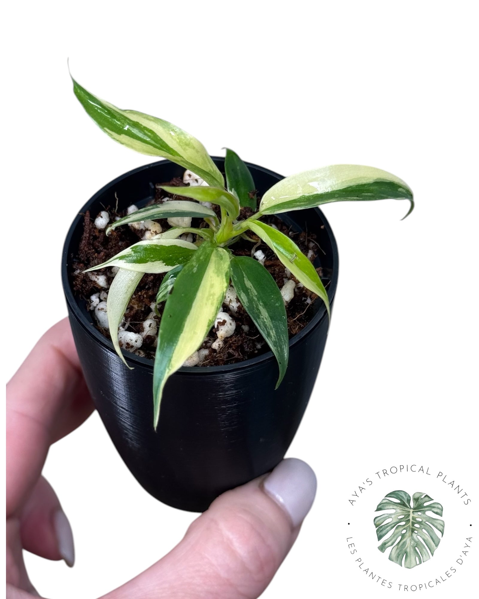 Philodendron Florida Beauty x Tortum