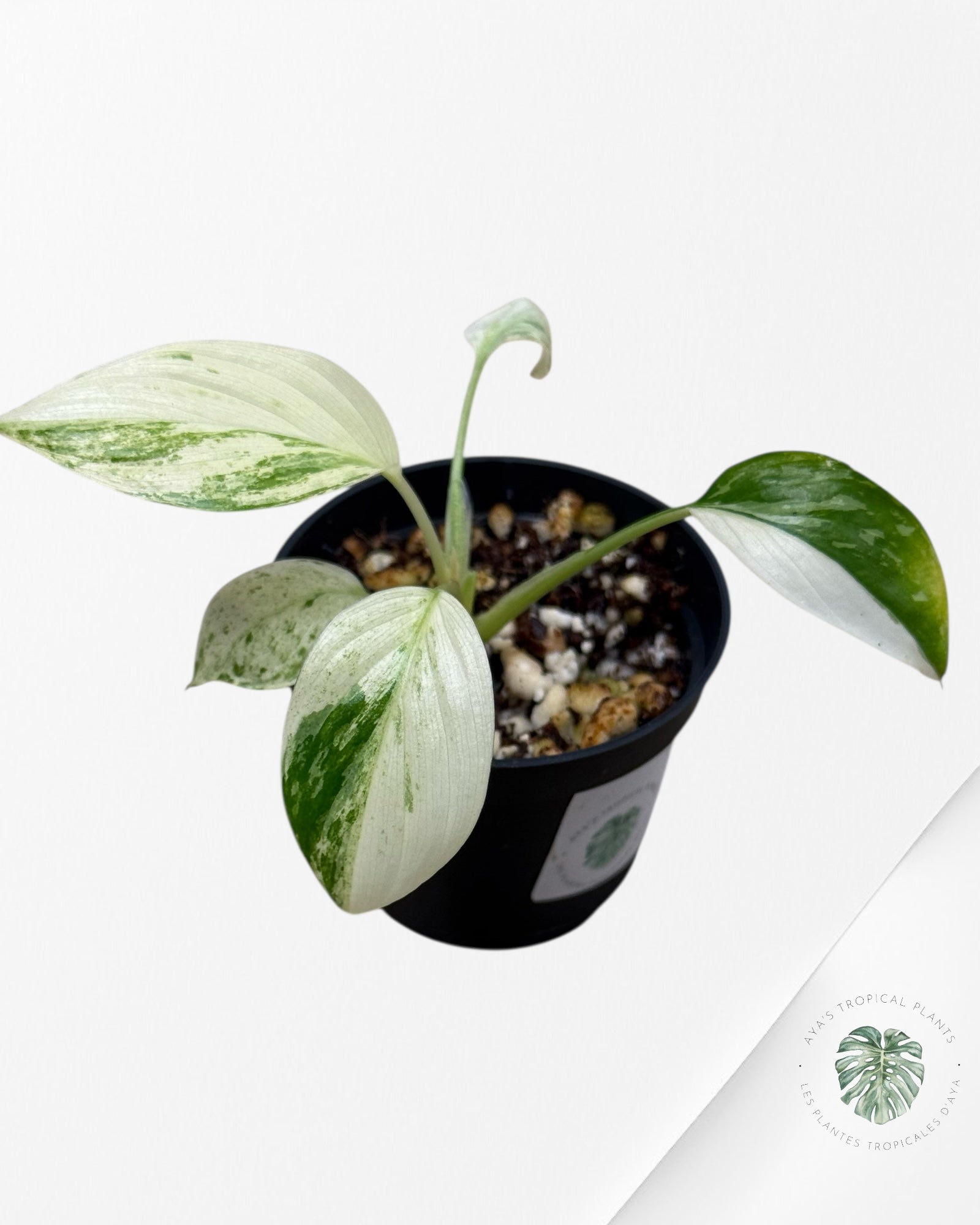 Homalomena rubescens "Albo" variegated - LF