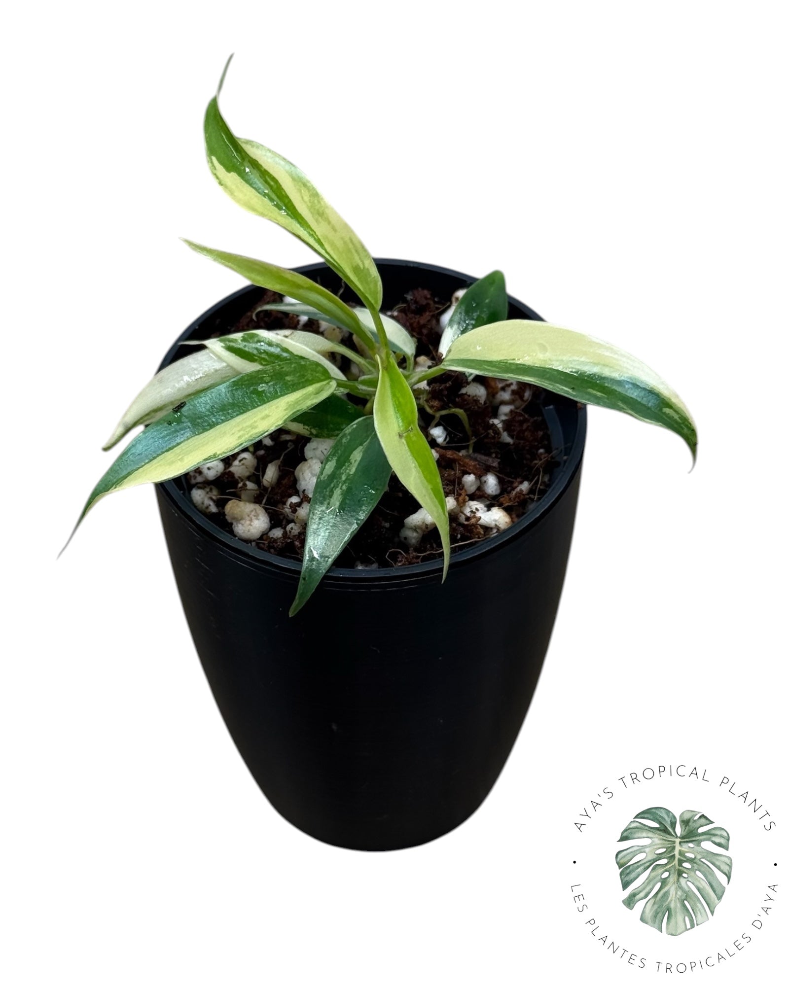 Philodendron Florida Beauty x Tortum