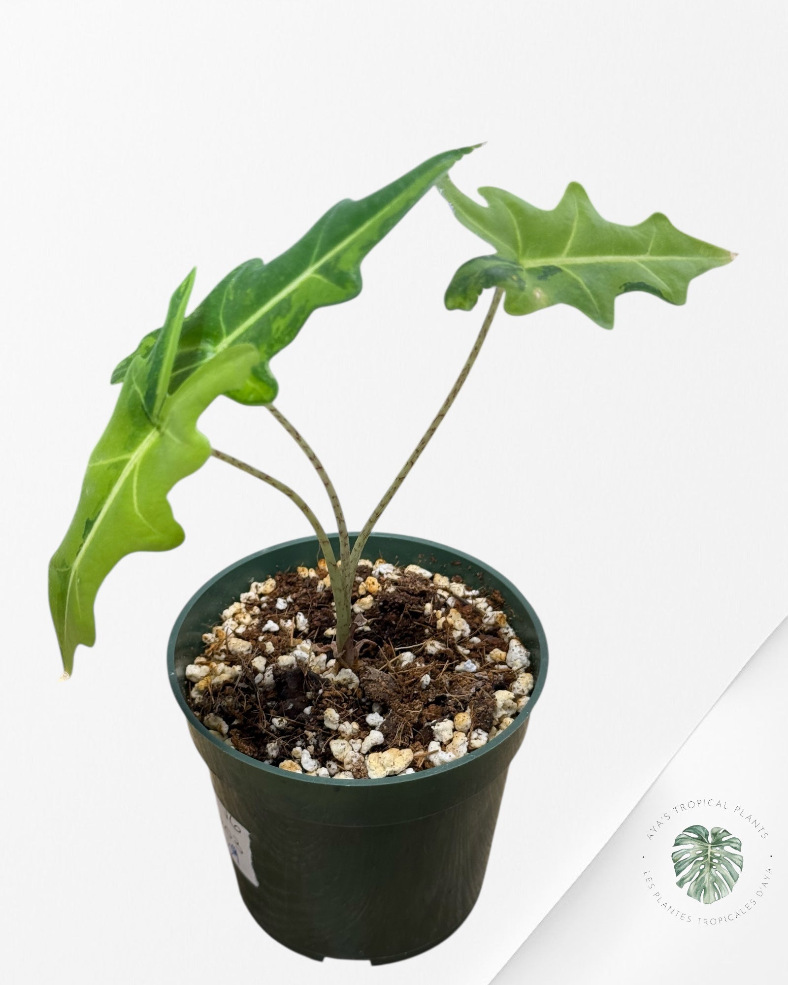 Alocasia Portei Panaché-Ju03