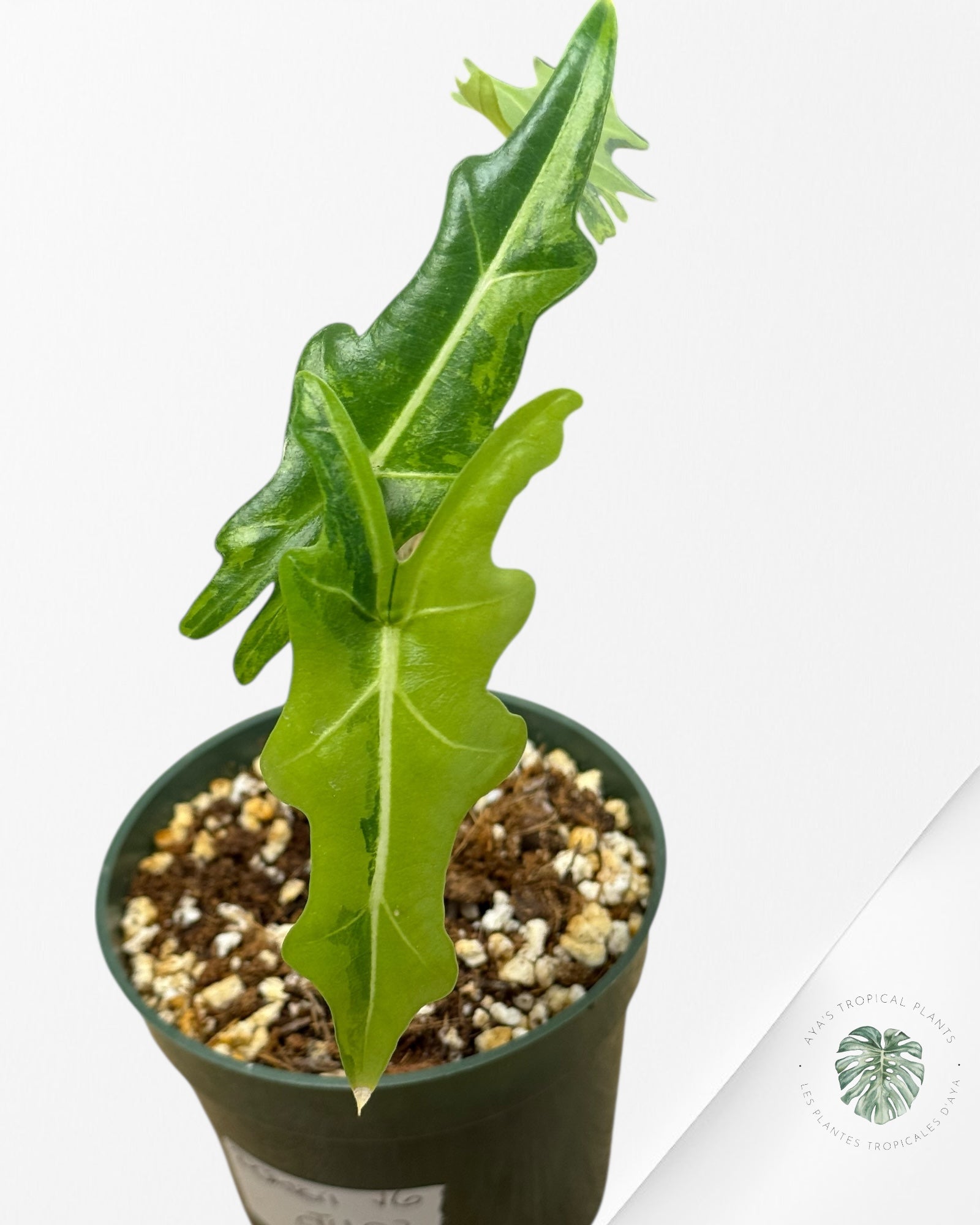 Alocasia Portei Panaché-Ju03
