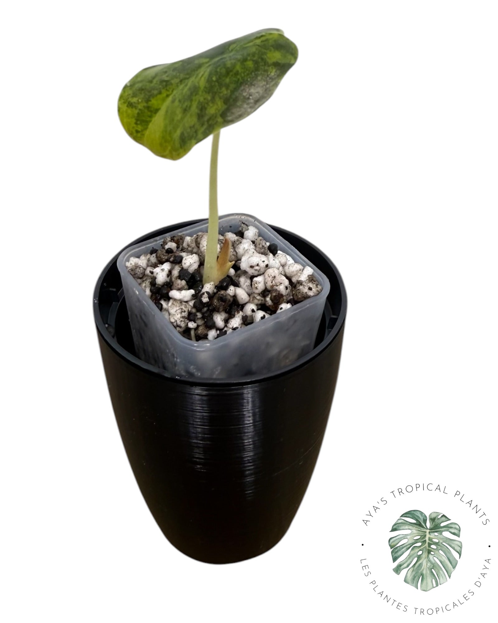 Alocasia Cuprea Golden Latte variegated