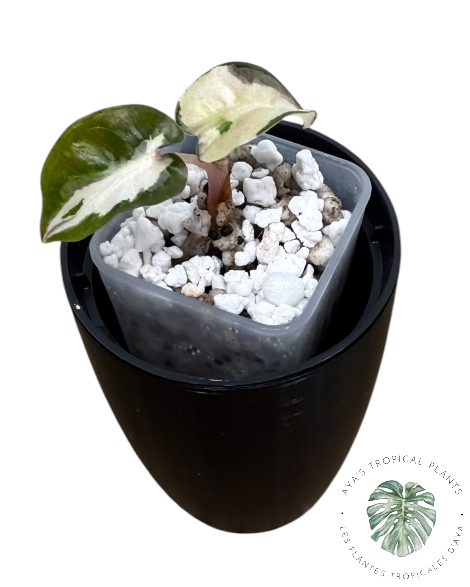 Alocasia Polly Lava Variegated