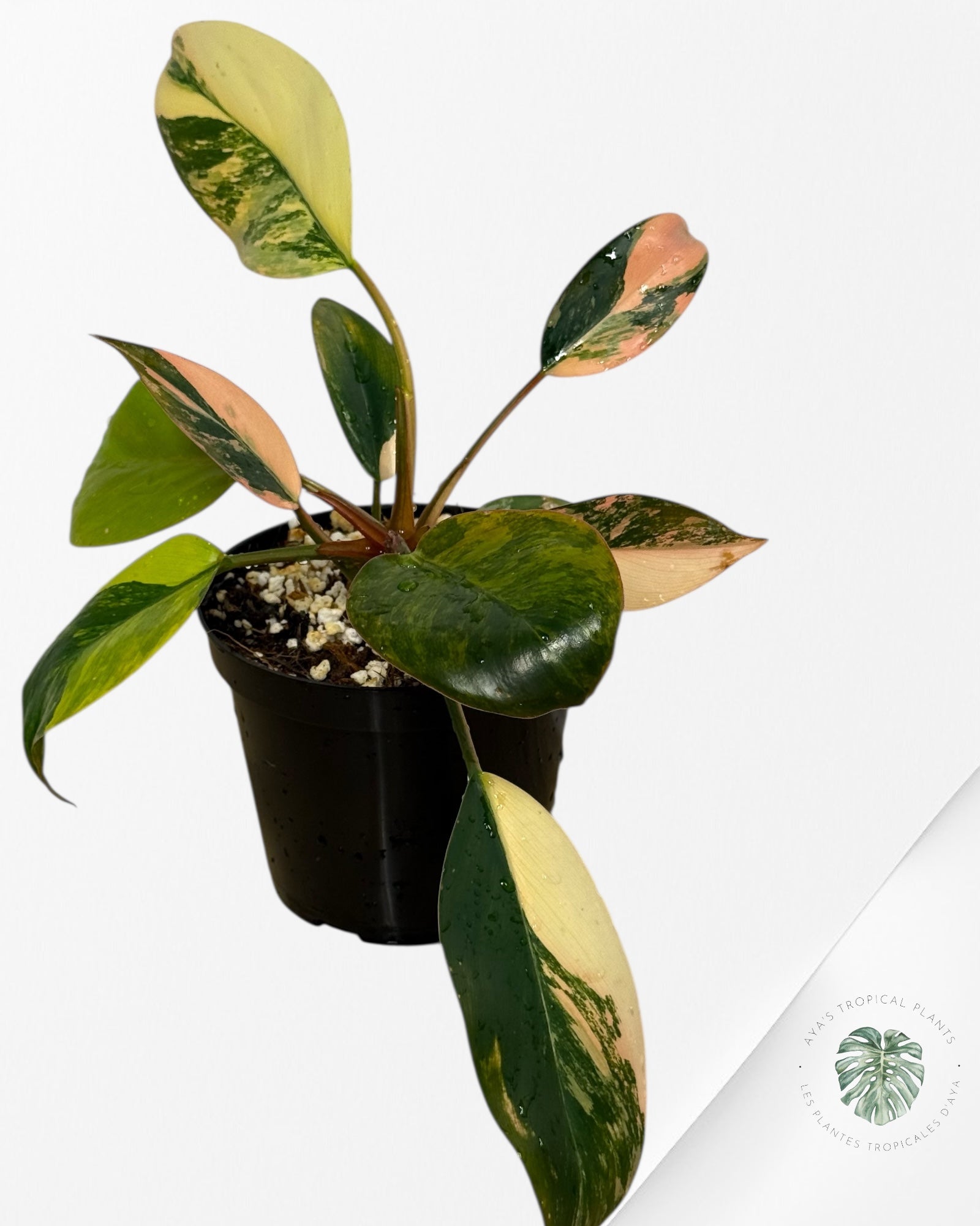 Philodendron 'Red Congo' variegated - F50