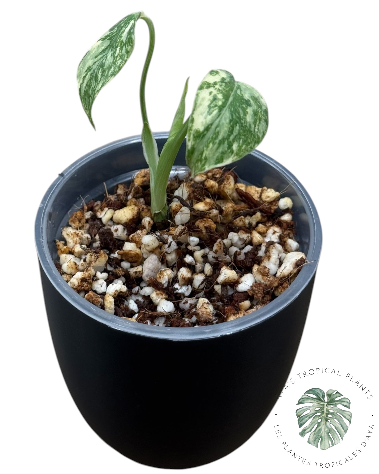 Monstera Thai Platinum