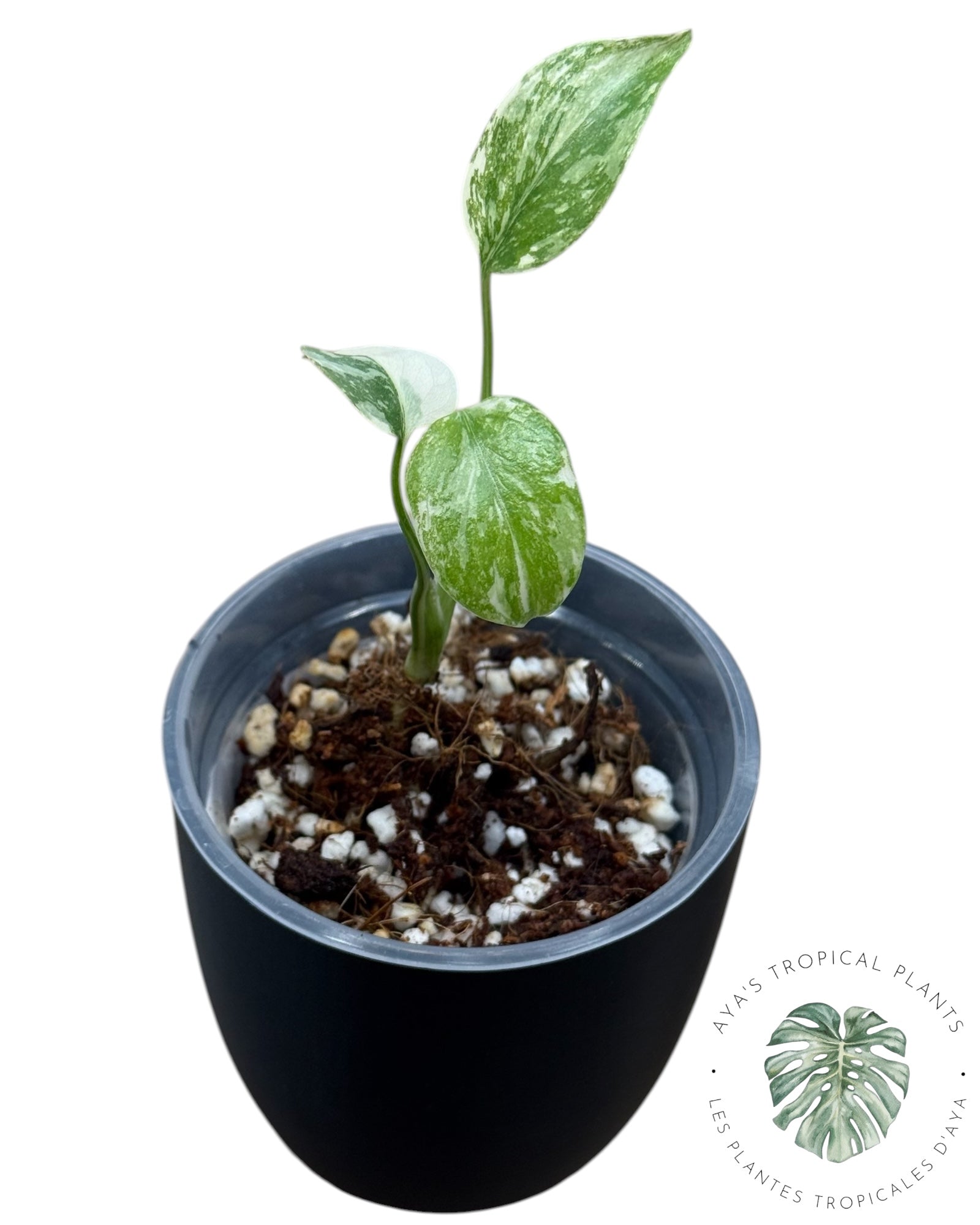 Monstera Thai Platinum