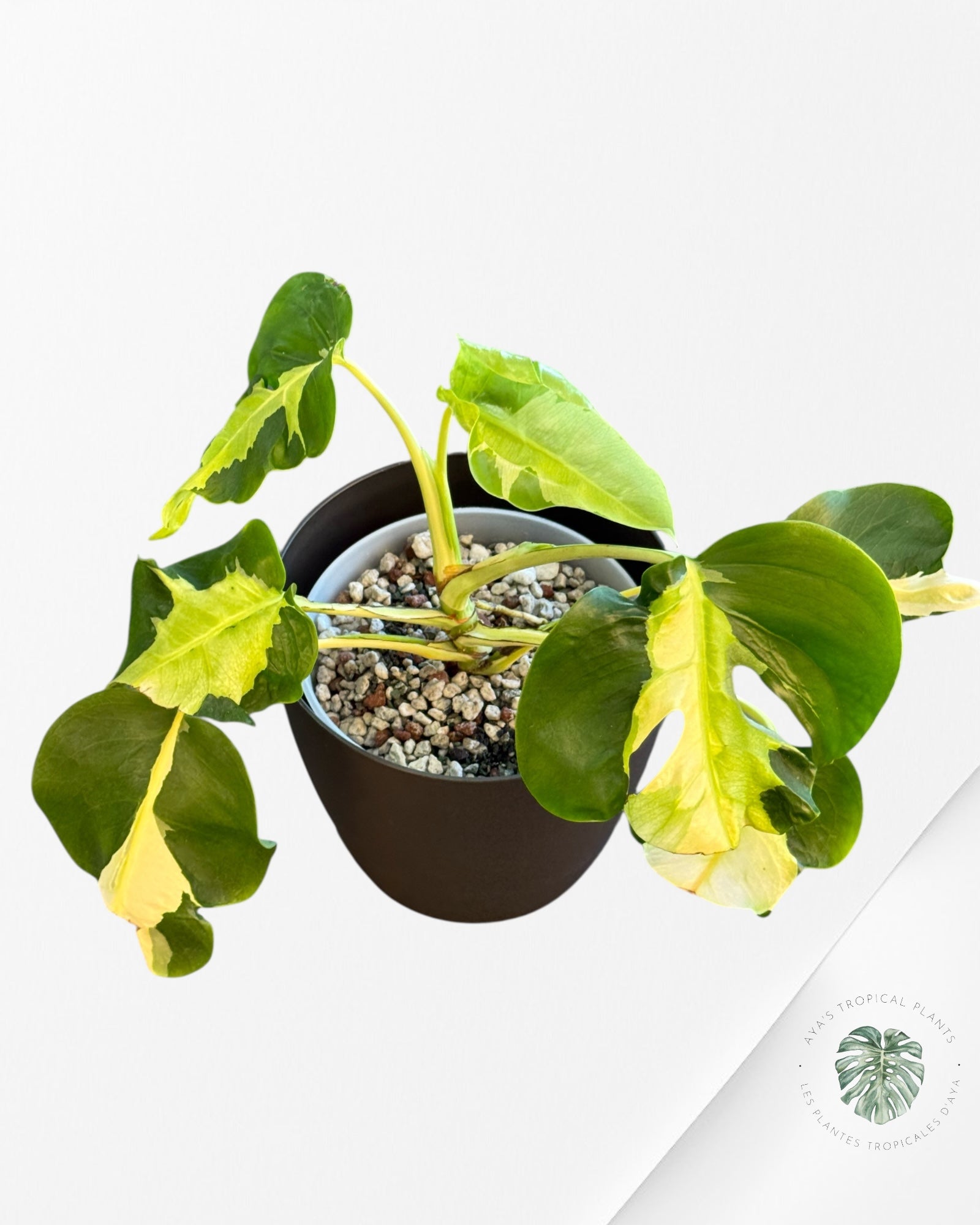 Monstera White Lava